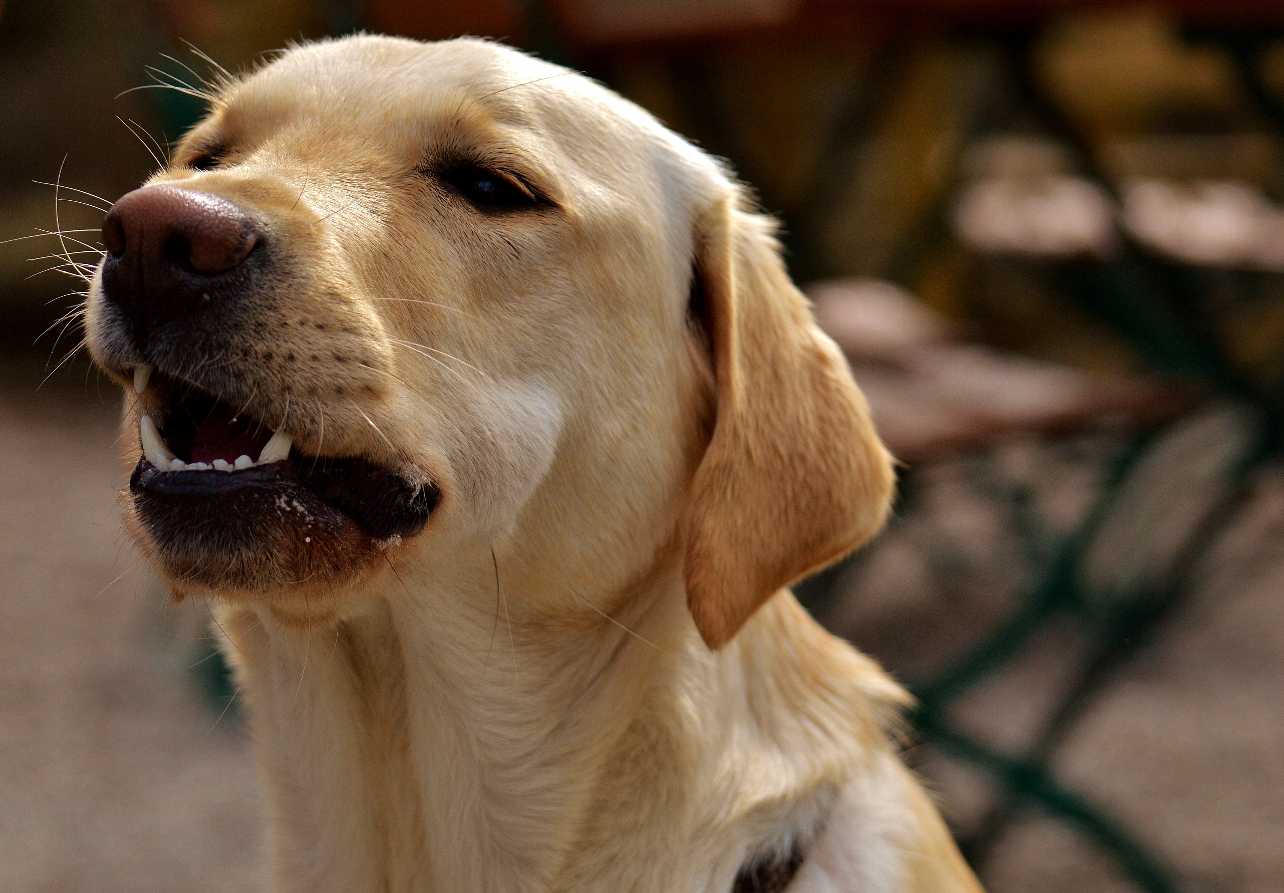 Download mobile wallpaper Muzzle, Animals, Dog, Grin, Labrador for free.