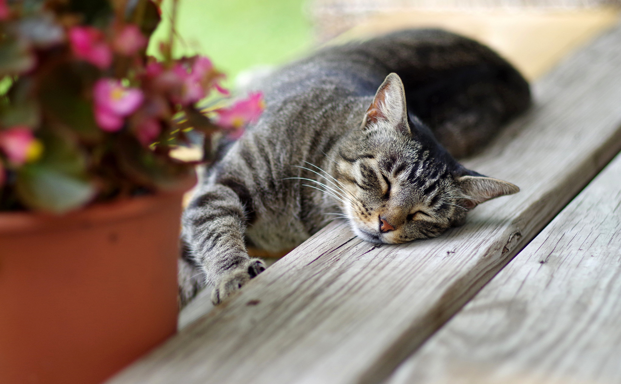 Кошка полосатая спит