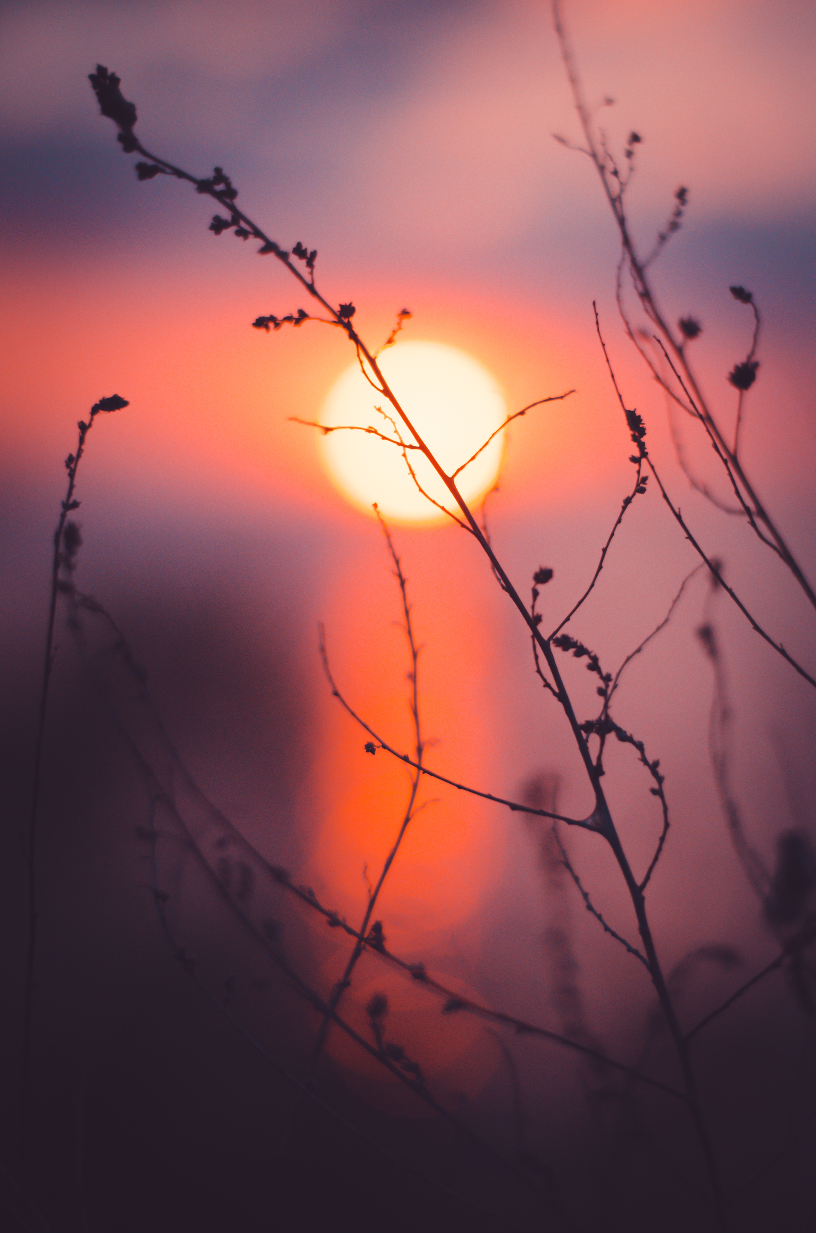 sun, sunset, grass, macro HD wallpaper