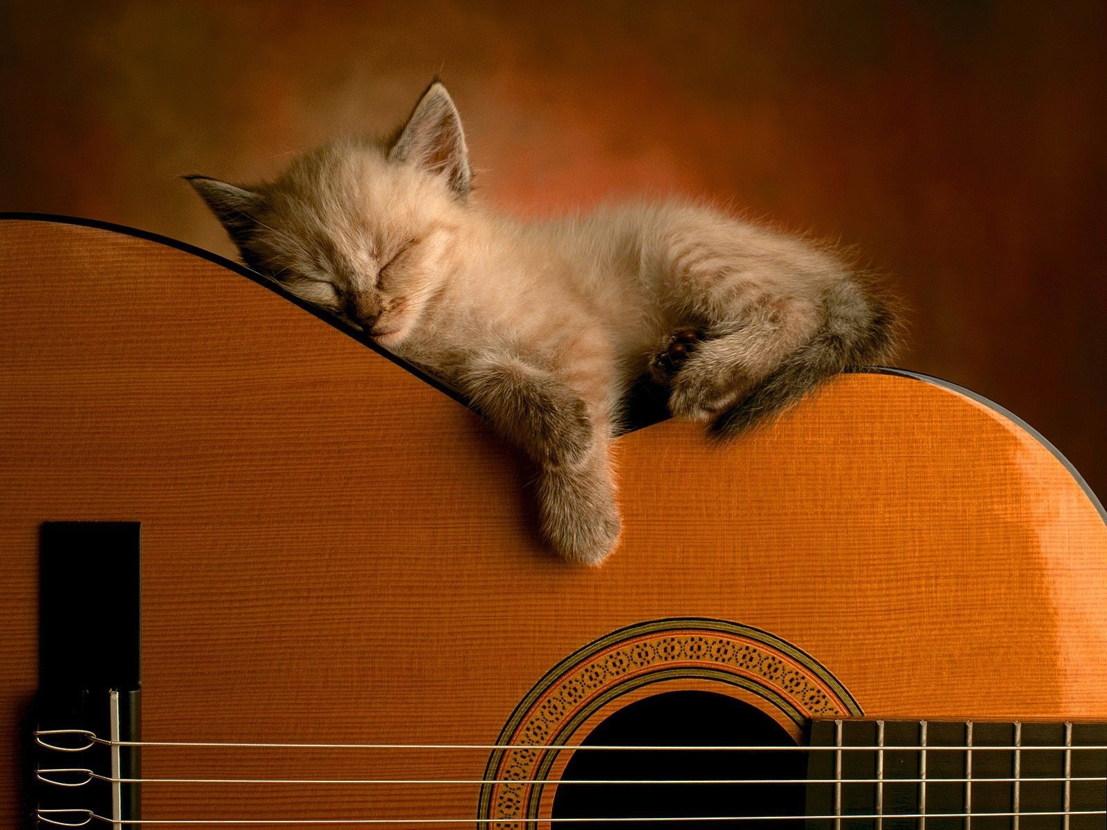 котик с гитарой картинки