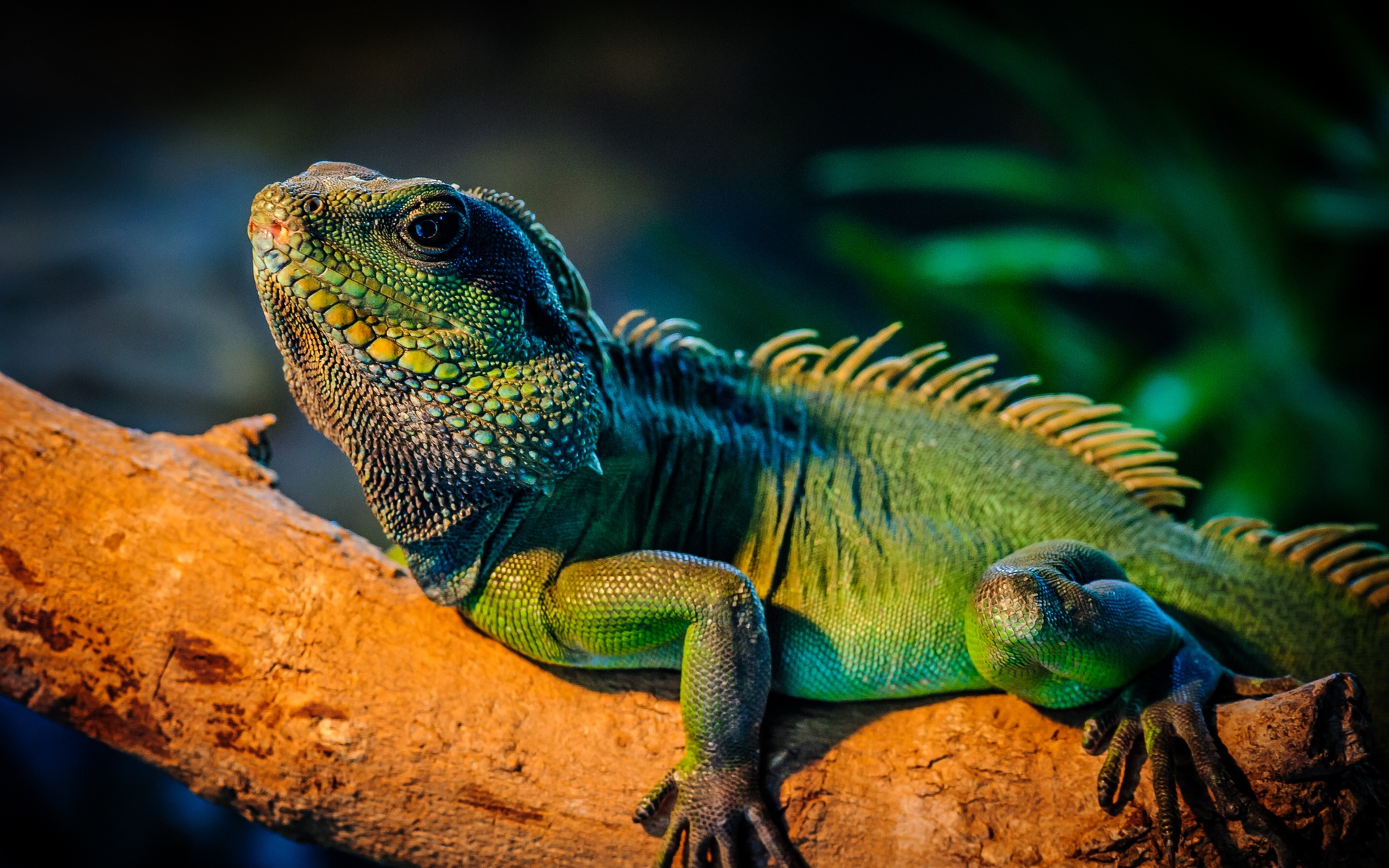 277674 descargar imagen animales, iguana, reptiles: fondos de pantalla y protectores de pantalla gratis