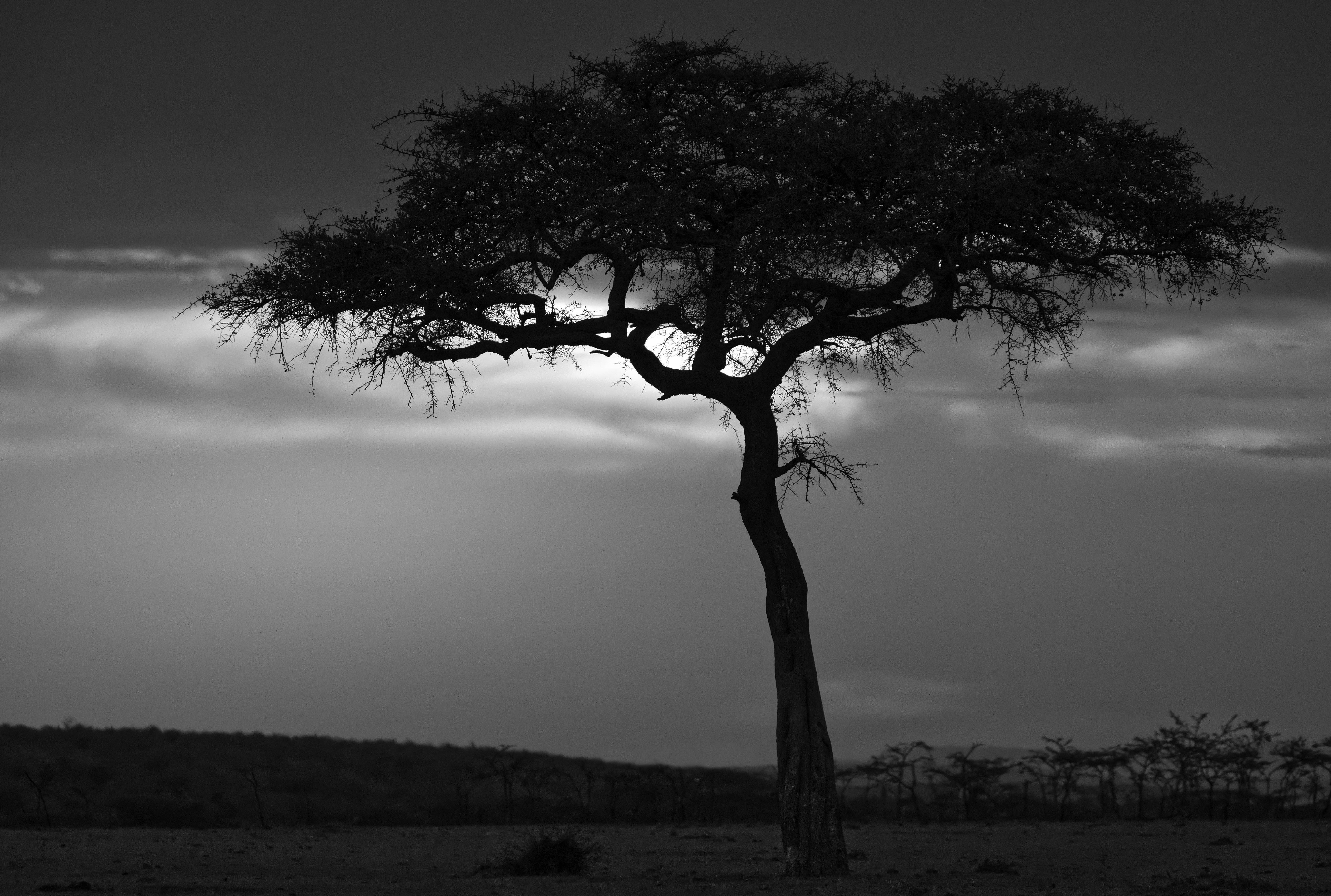 Kenya Vertical Background