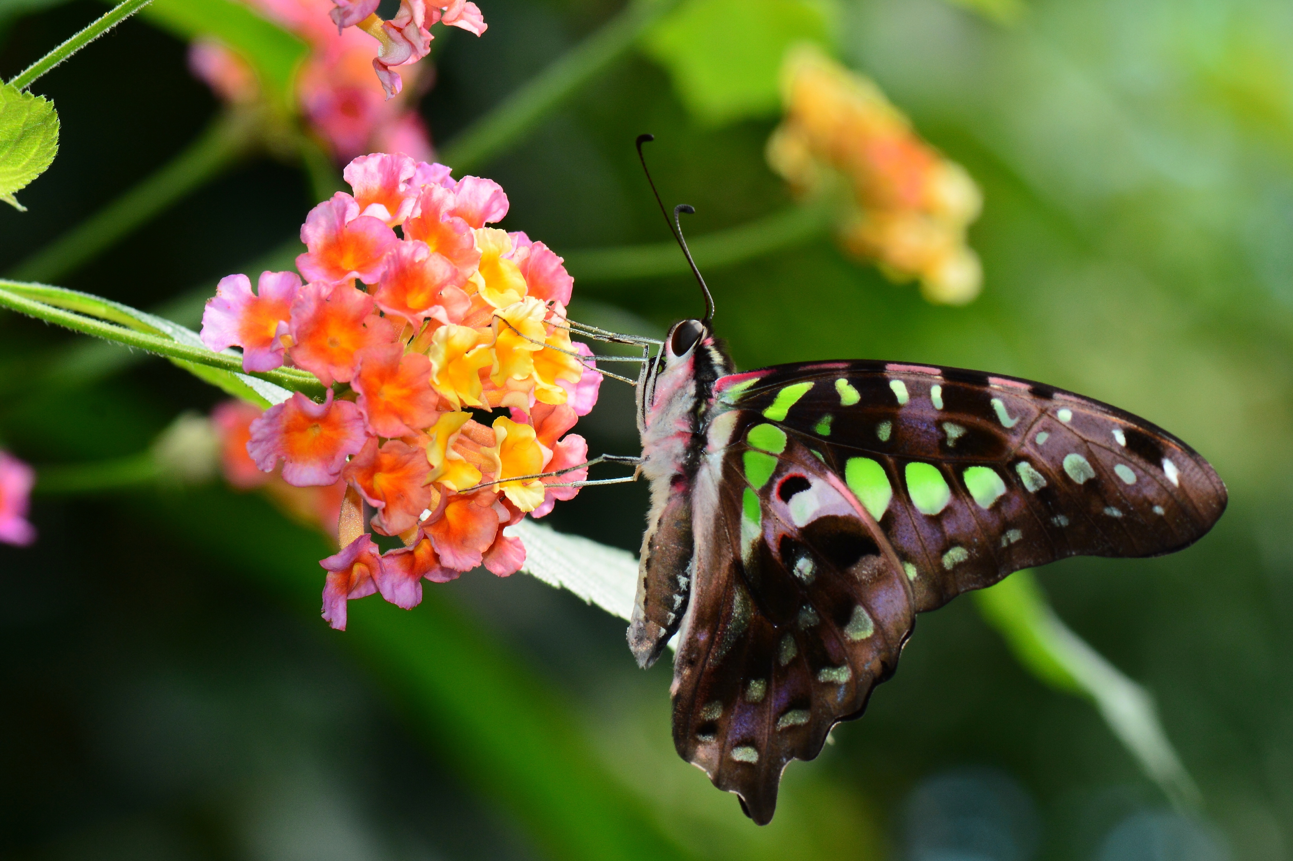 Цветок бабочка зеленый. Графиум Агамемнон. Graphium Agamemnon бабочка. Бабочки в живой природе. Сад бабочек.
