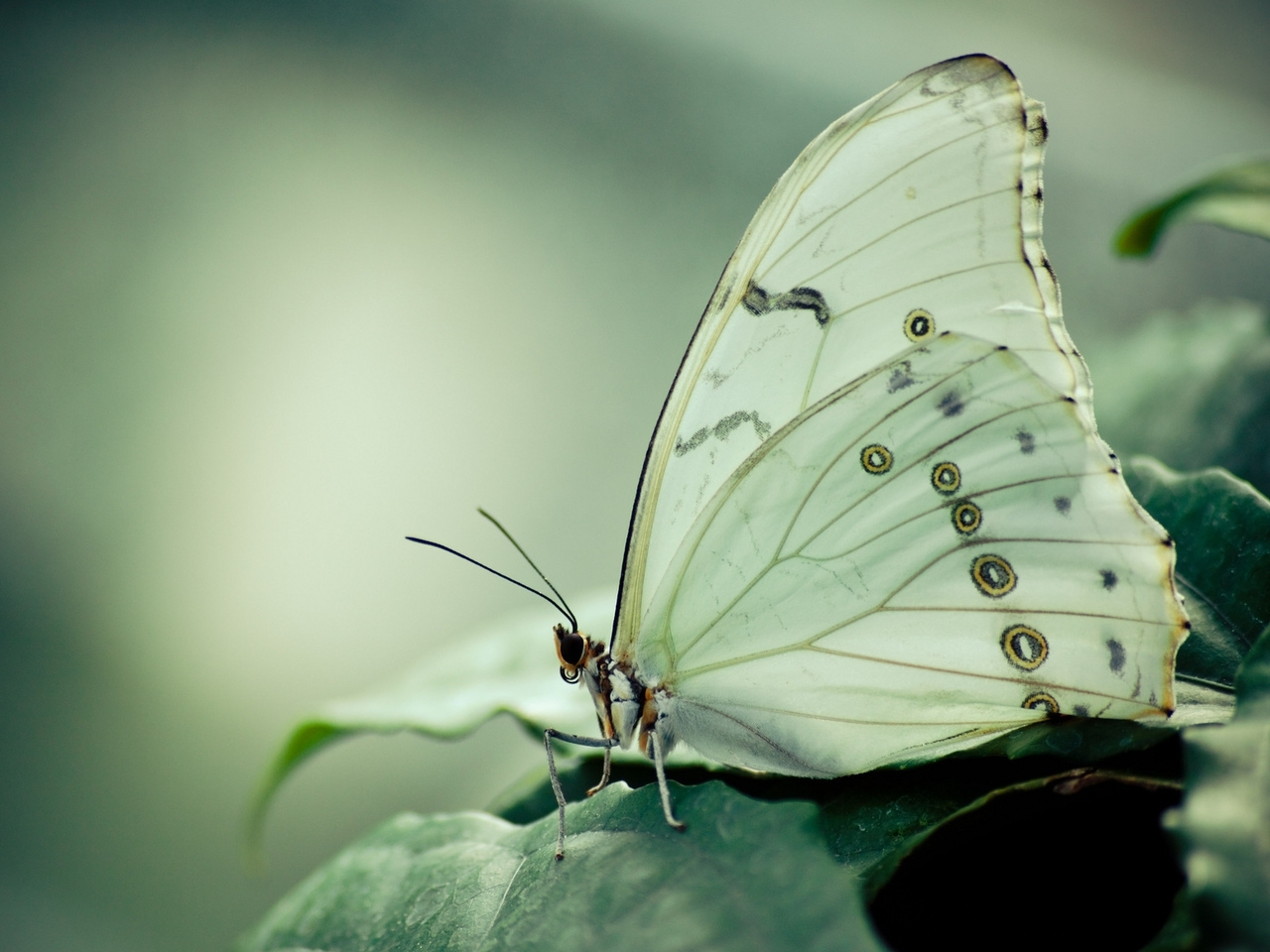 無料モバイル壁紙昆虫, 蝶をダウンロードします。