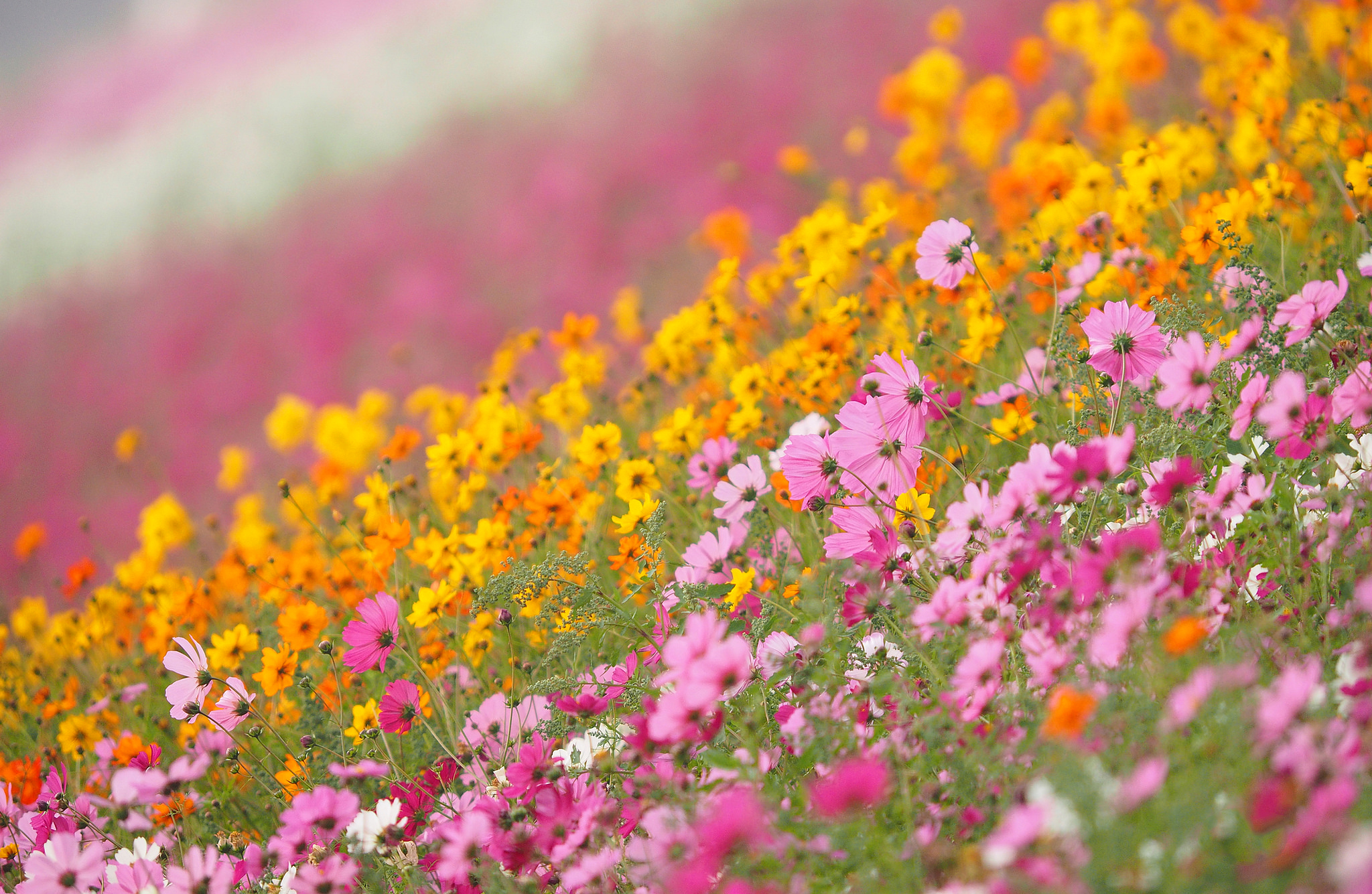 Яркие цвета природы. Летние цветы. Цветущее поле. Полевые цветы. Луговые цветы.