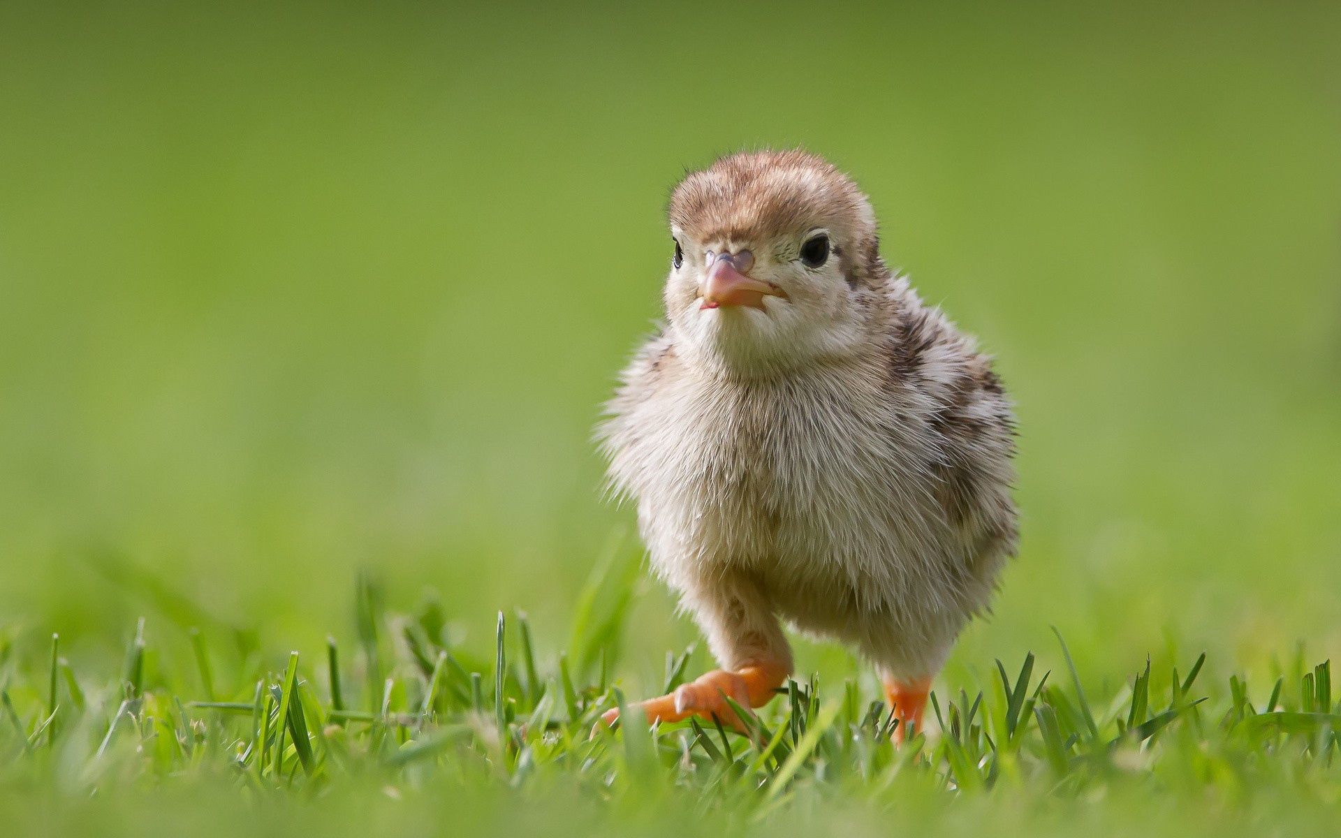 Download mobile wallpaper Grass, Chick, Chicken, Animals, Bird for free.