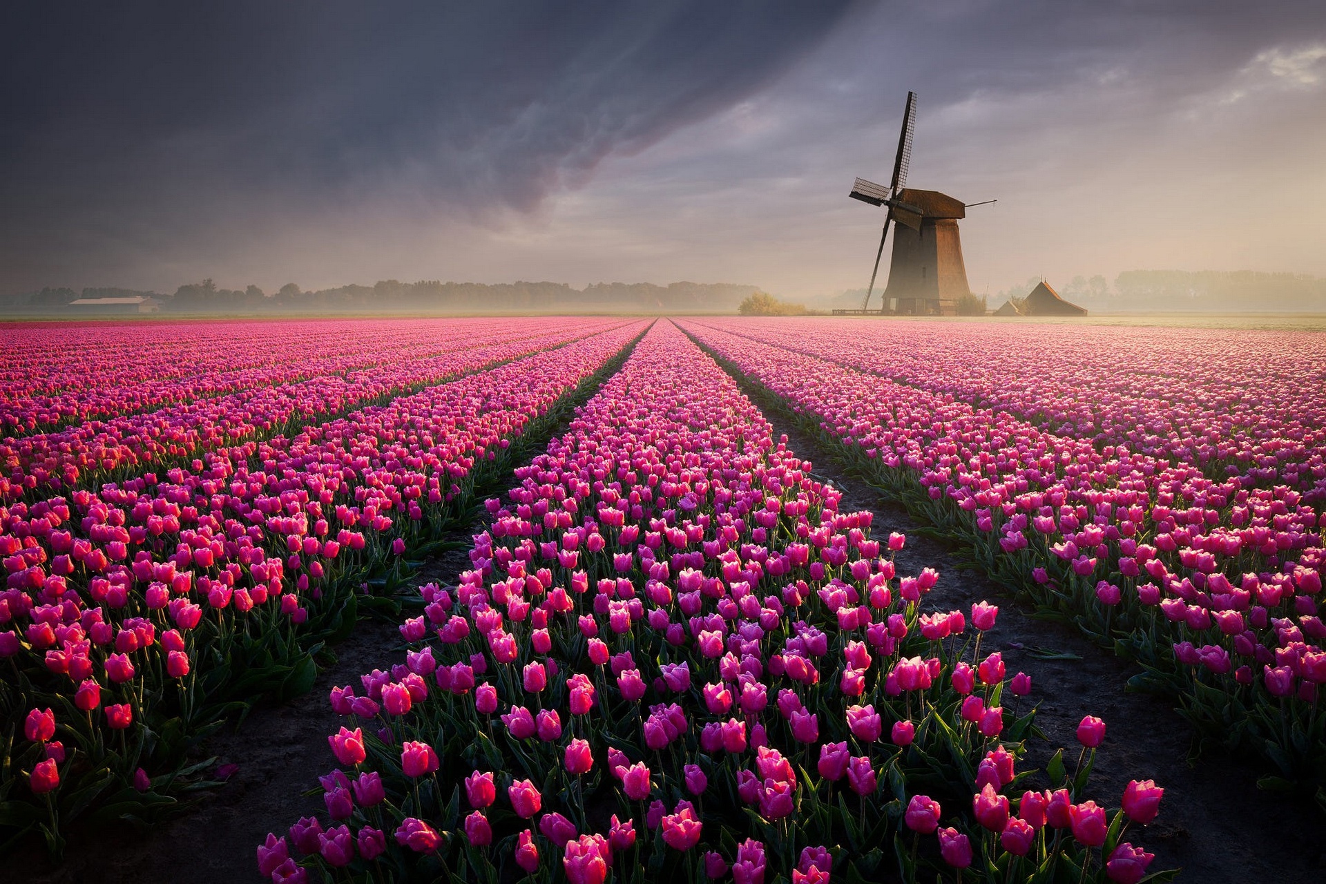 Download mobile wallpaper Field, Tulip, Windmill, Man Made, Pink Flower for free.