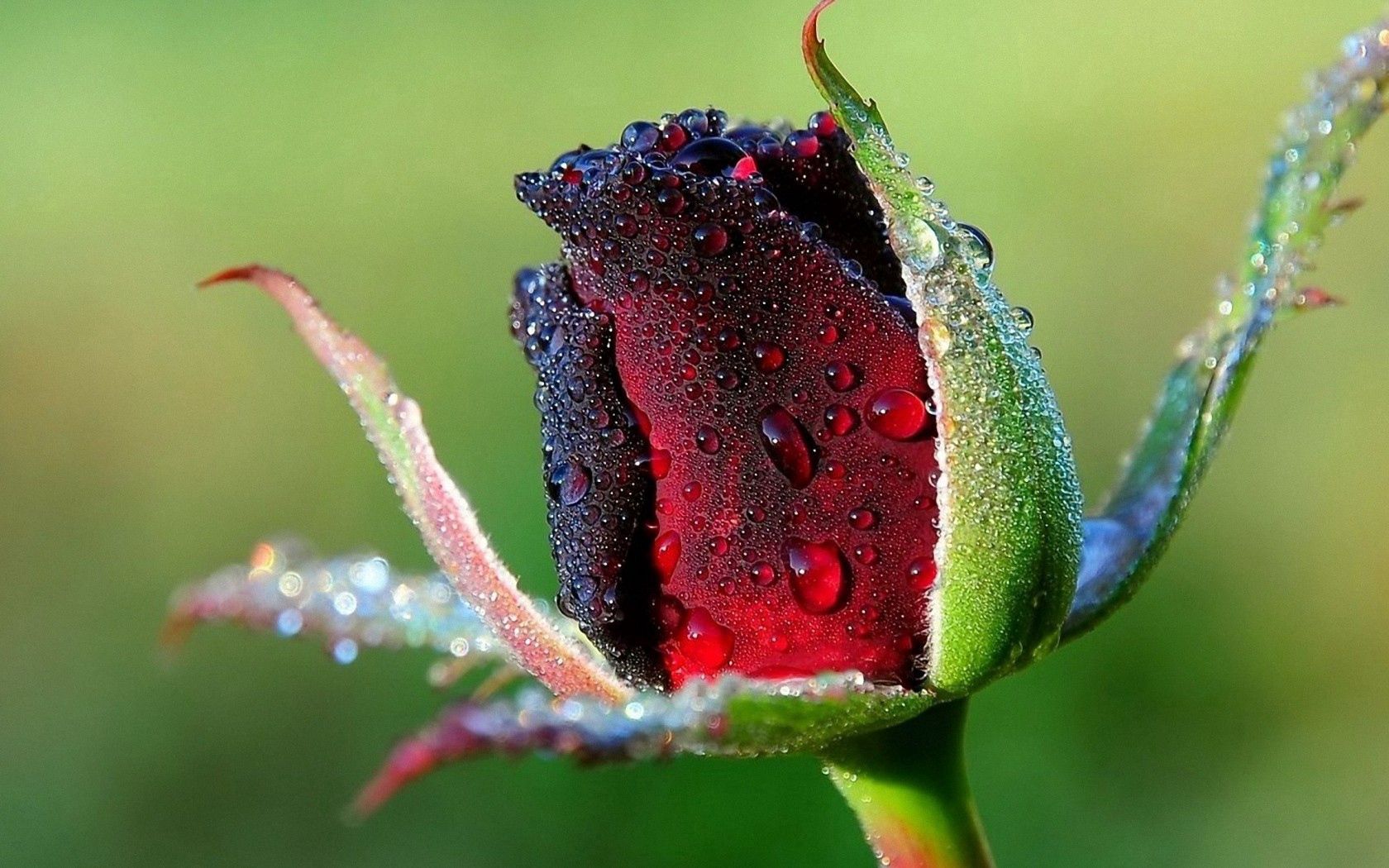 Download mobile wallpaper Rose, Macro, Petals, Flower, Drops, Plant, Rose Flower for free.