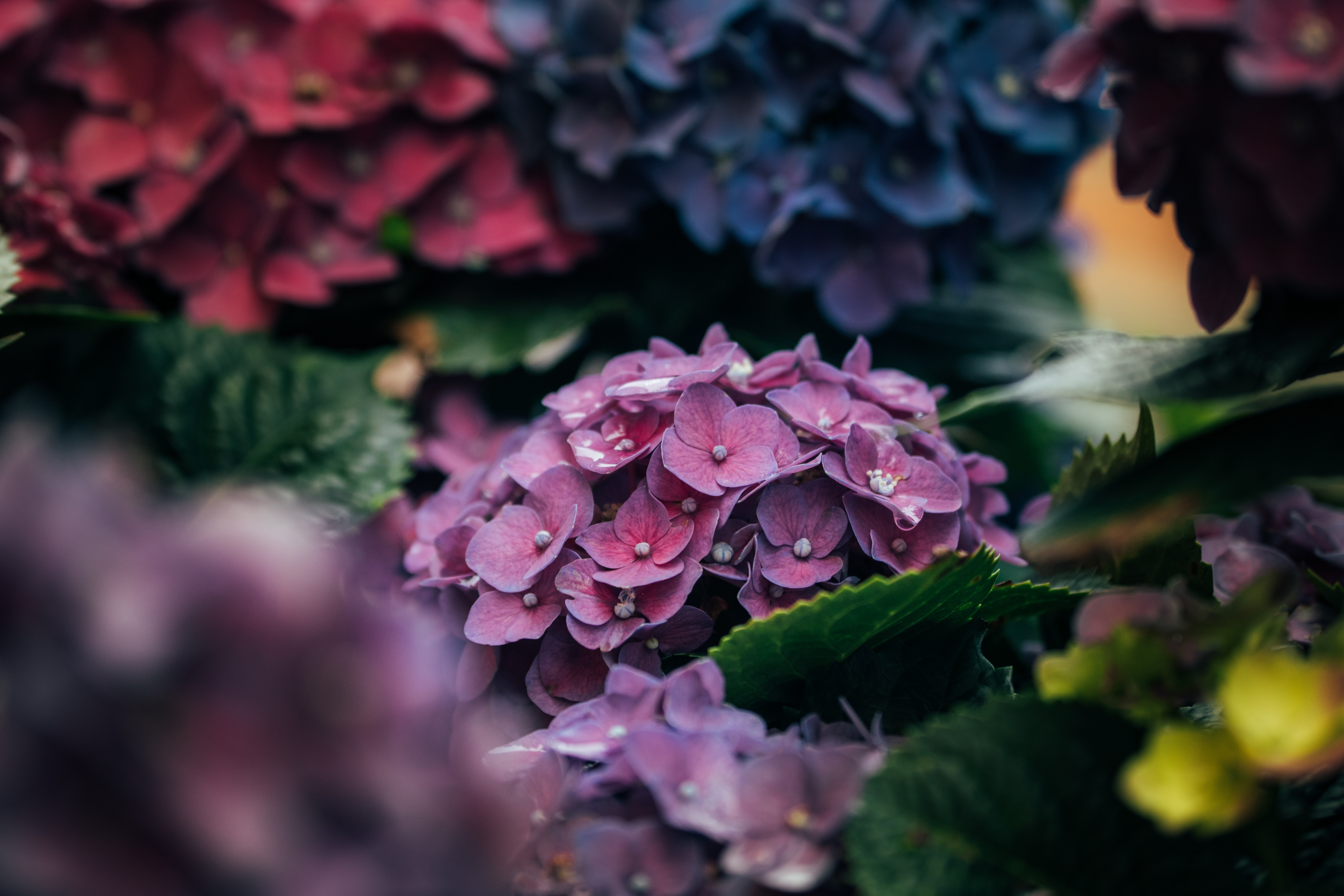hydrangea, macro, petals, close up 2160p