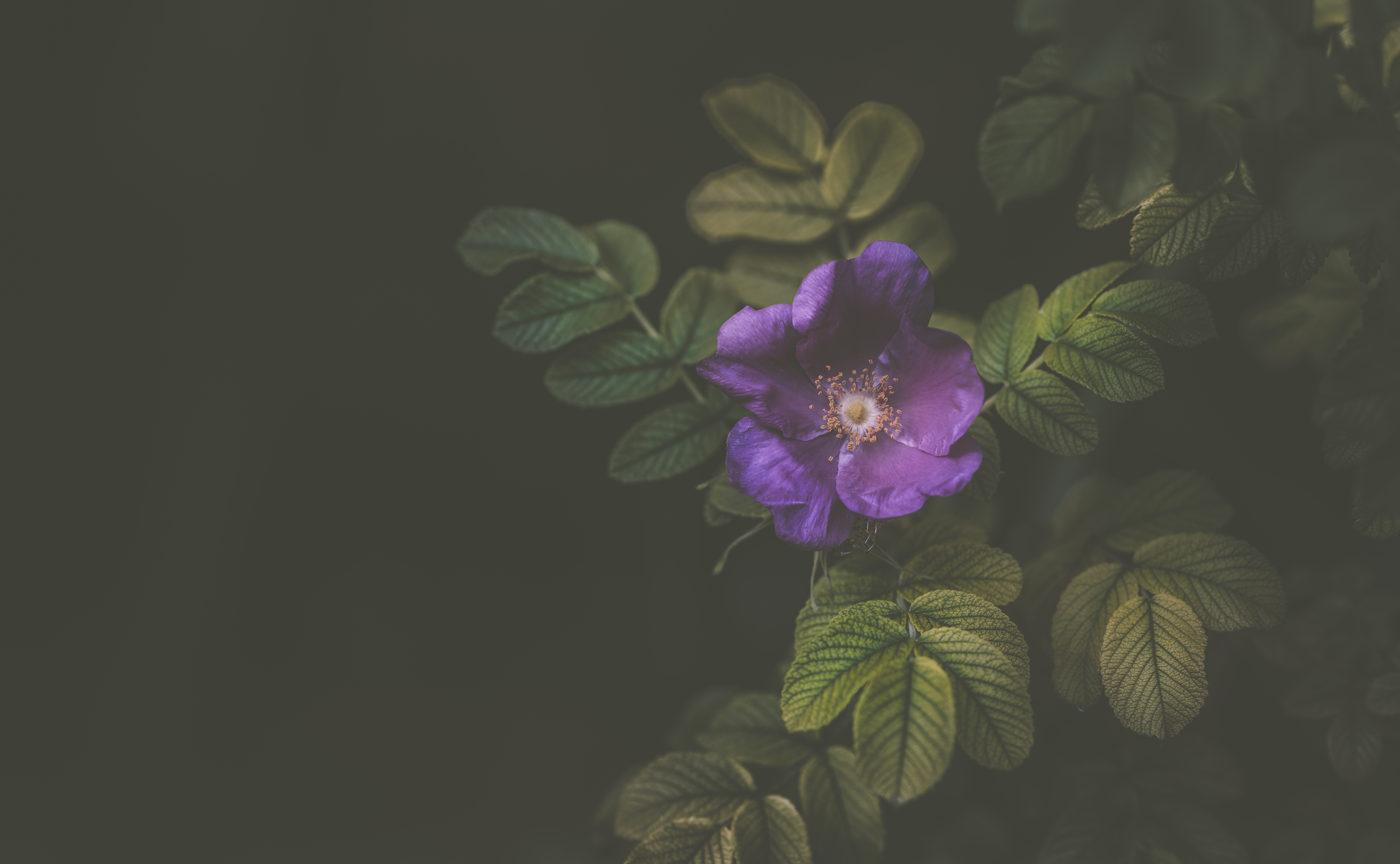 violet, dark, bush, flower, purple 1080p