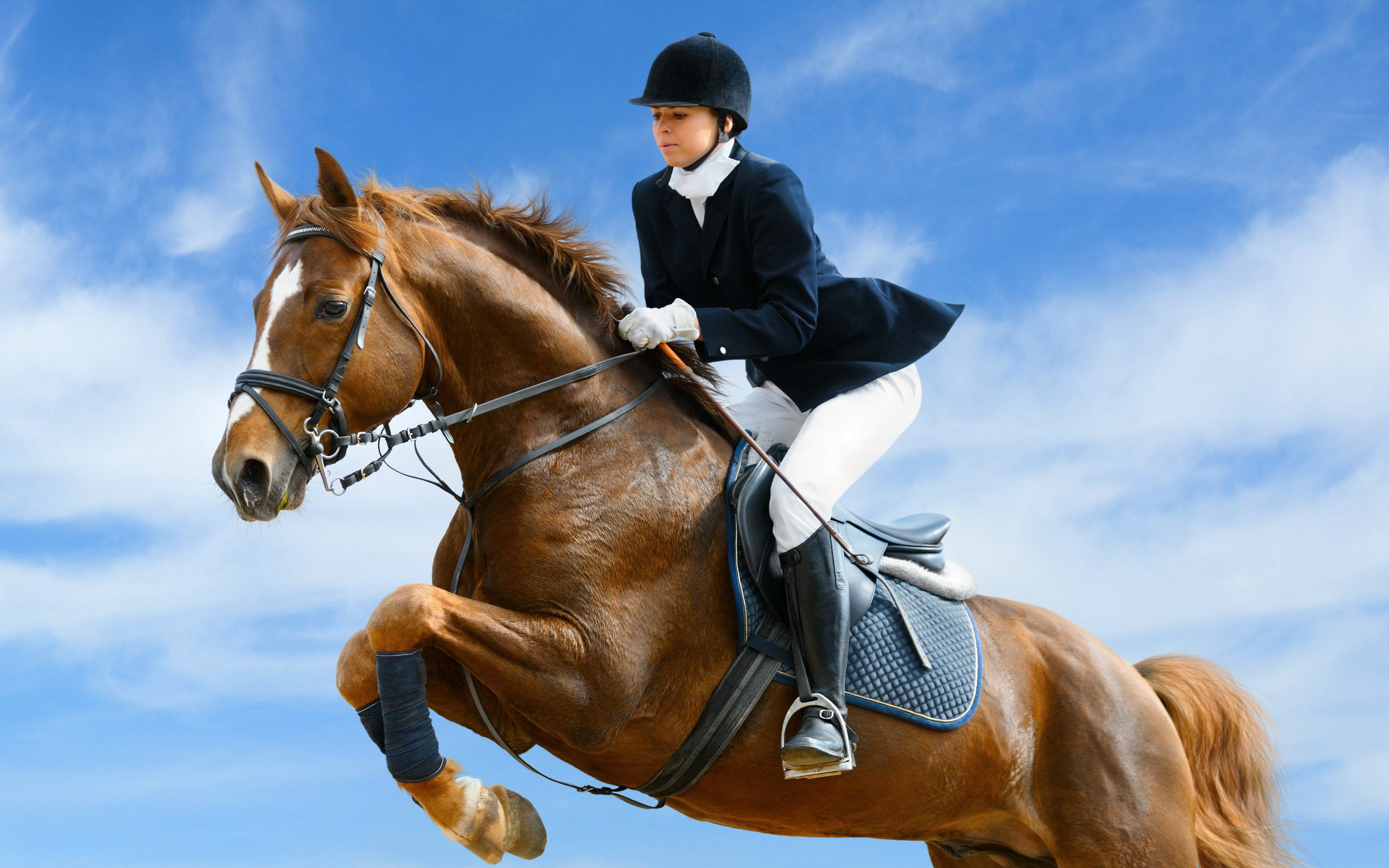 equestrian, sports, show jumping, horse cellphone