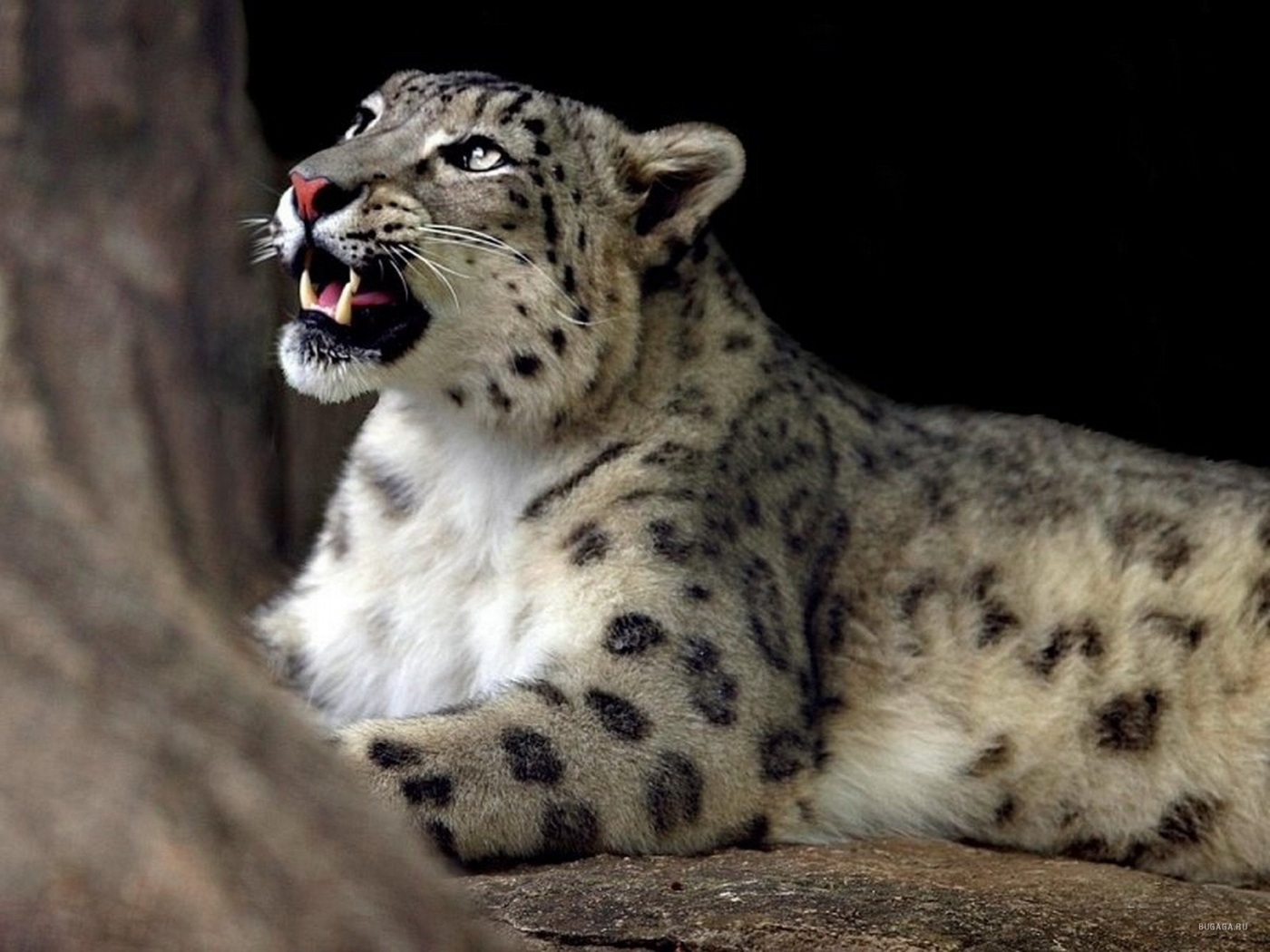 Baixar papel de parede para celular de Snow Leopard, Animais gratuito.