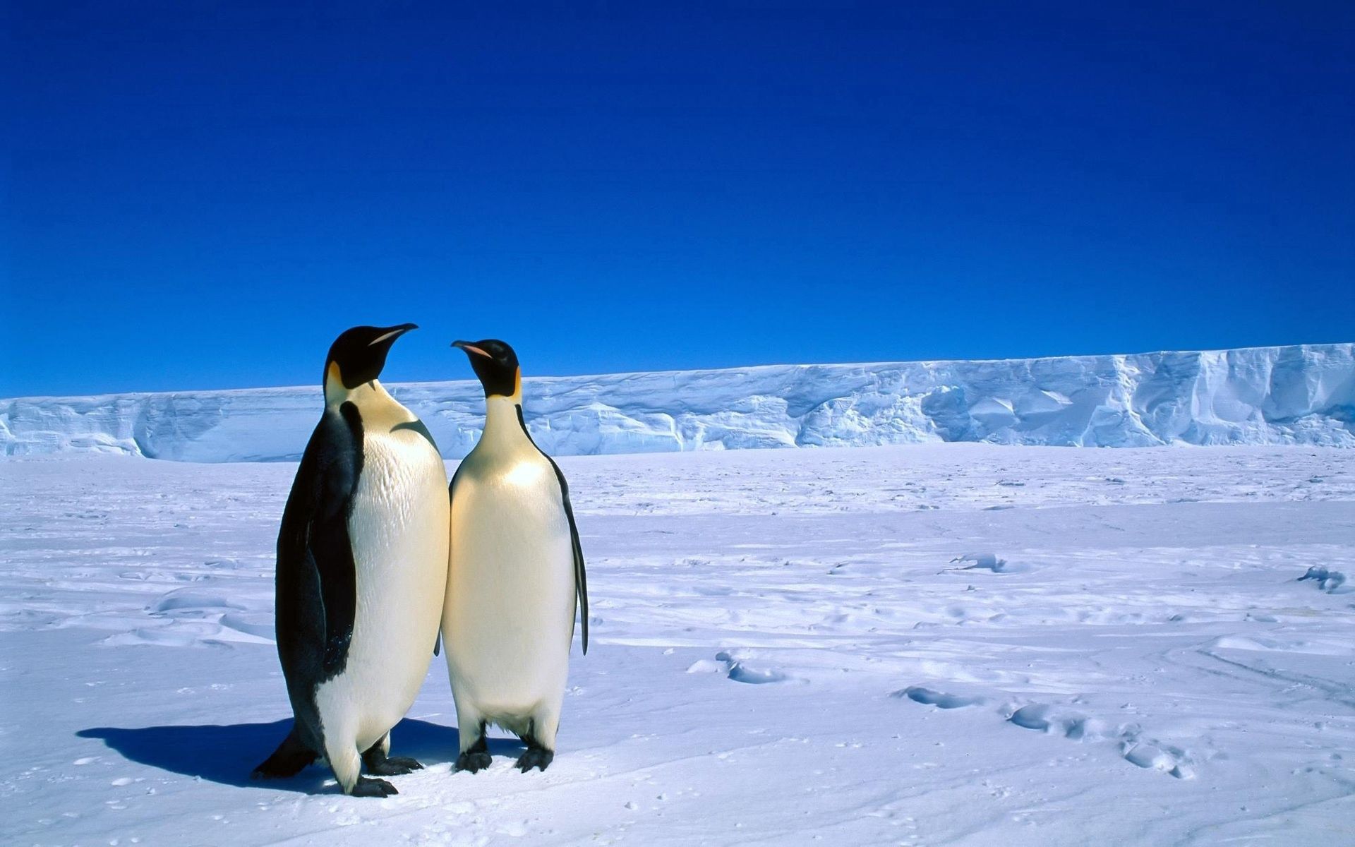 antarctica, ice, animals, winter, pinguins, snow, couple, pair Phone Background