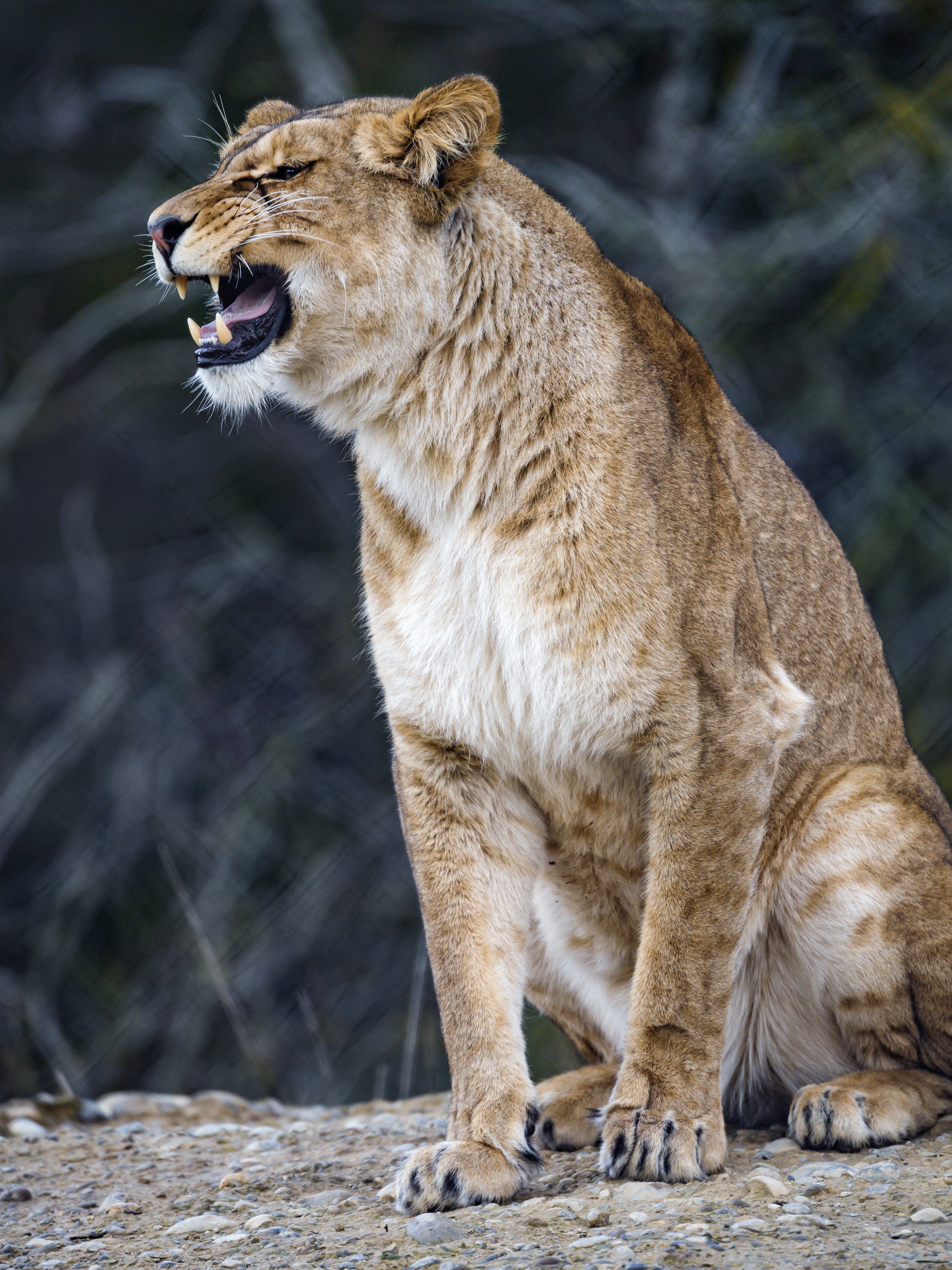 103365 скачать обои львица, большая кошка, клыки, животные, хищник - заставки и картинки бесплатно