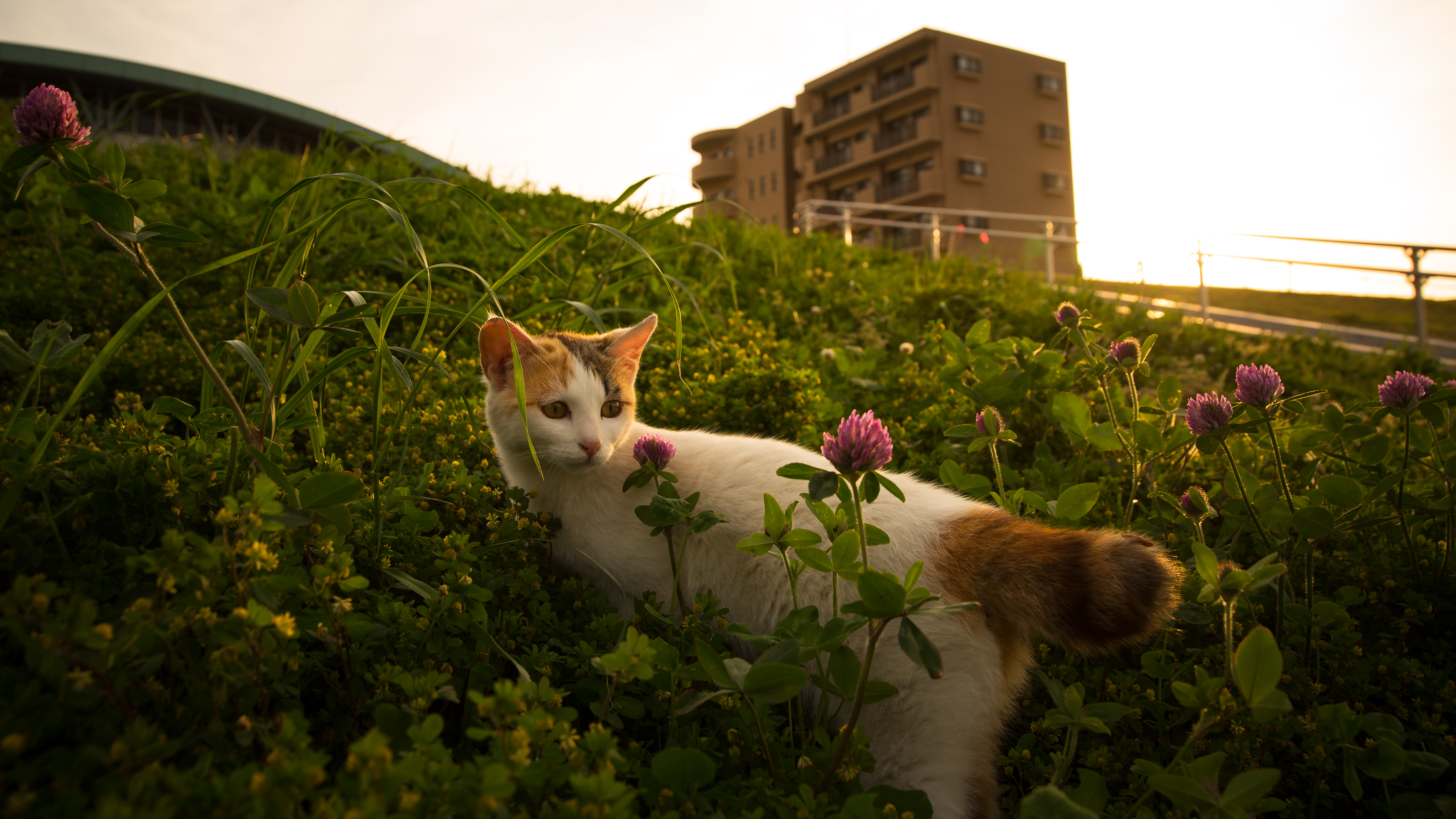 Download mobile wallpaper Pet, Cat, Animals, Grass, Flowers for free.