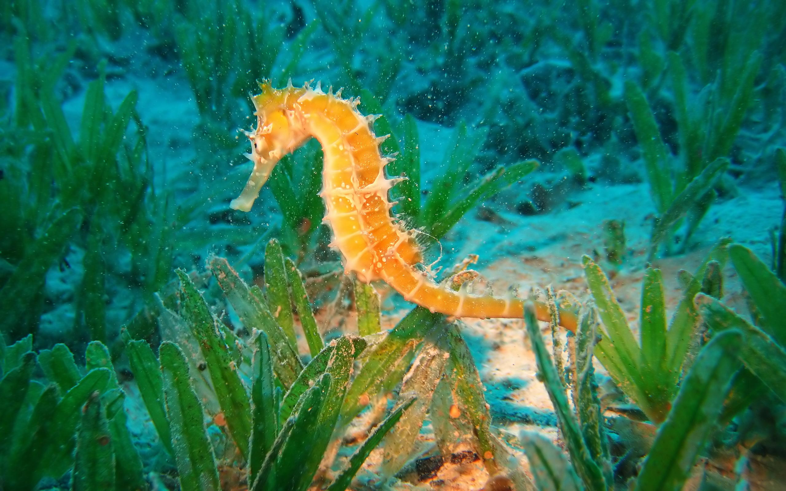 animal, seahorse images
