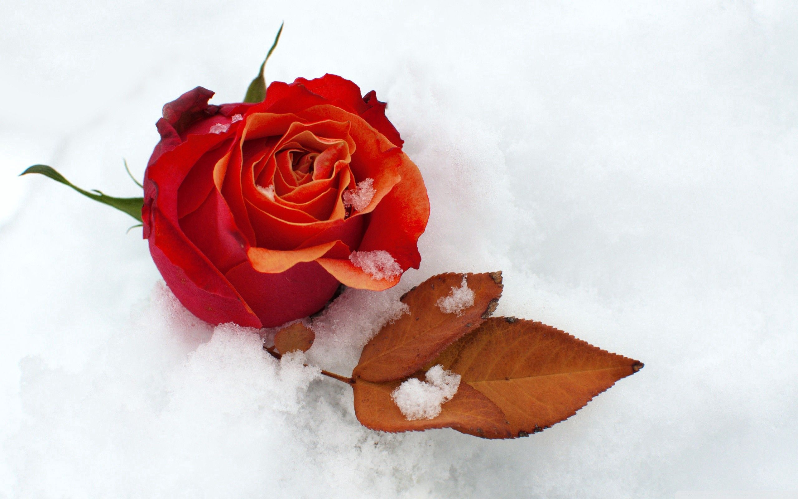 flowers, snow, flower, rose flower, rose, bud, cold, leaflet