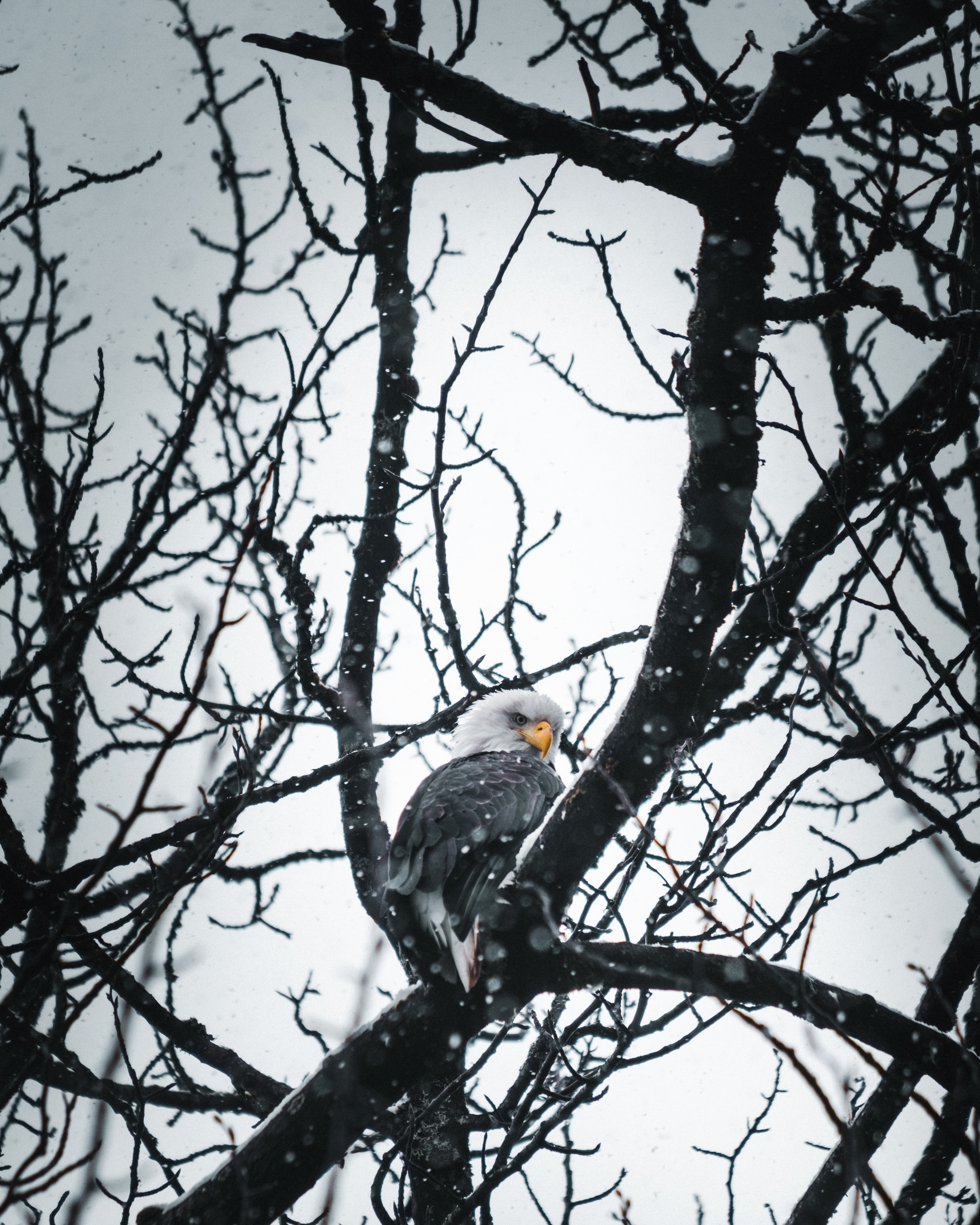 Download mobile wallpaper Snow, Wood, Branches, Tree, Animals, Bird, Eagle for free.