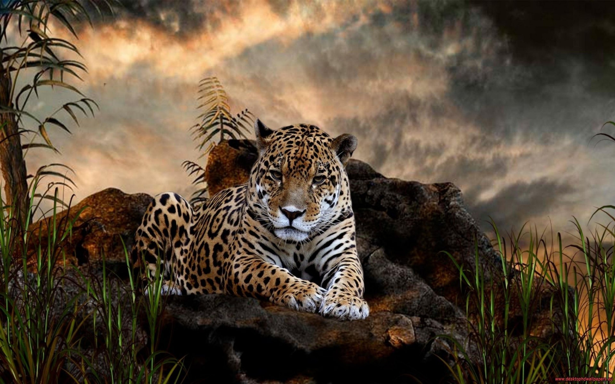 resting, jaguar, animal