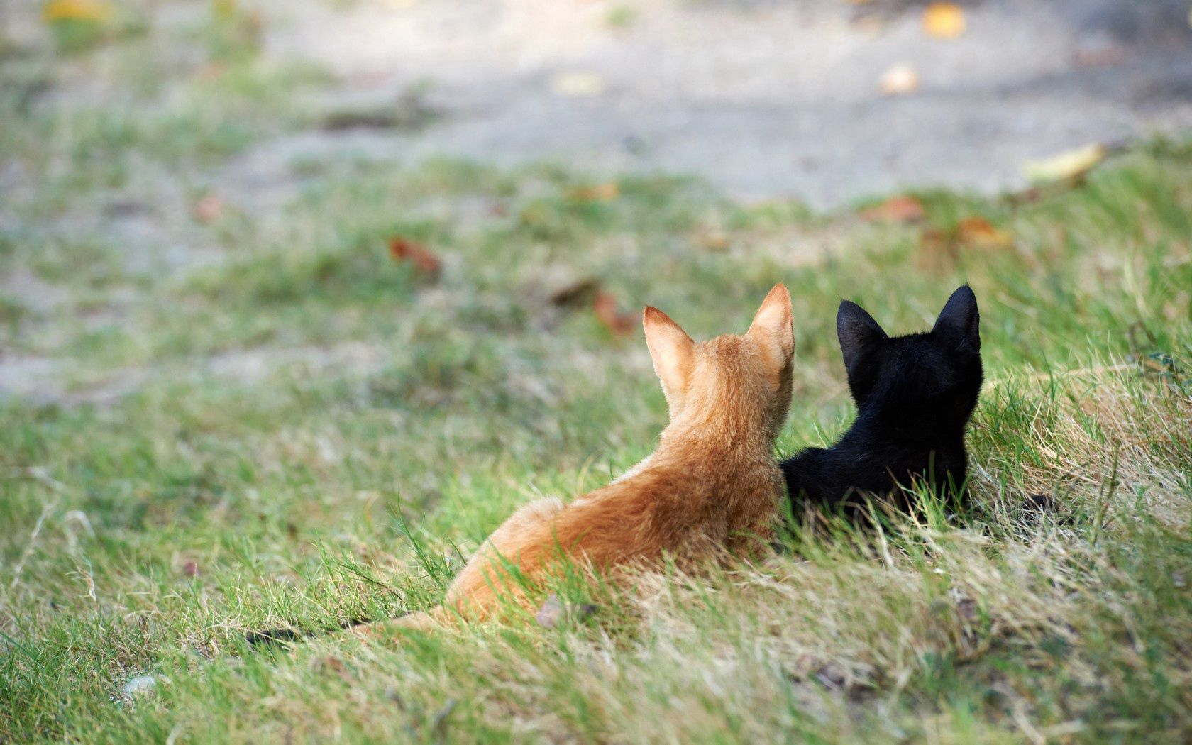 Free download wallpaper Grass, Pair, Redhead, Animals, Kittens, Couple on your PC desktop