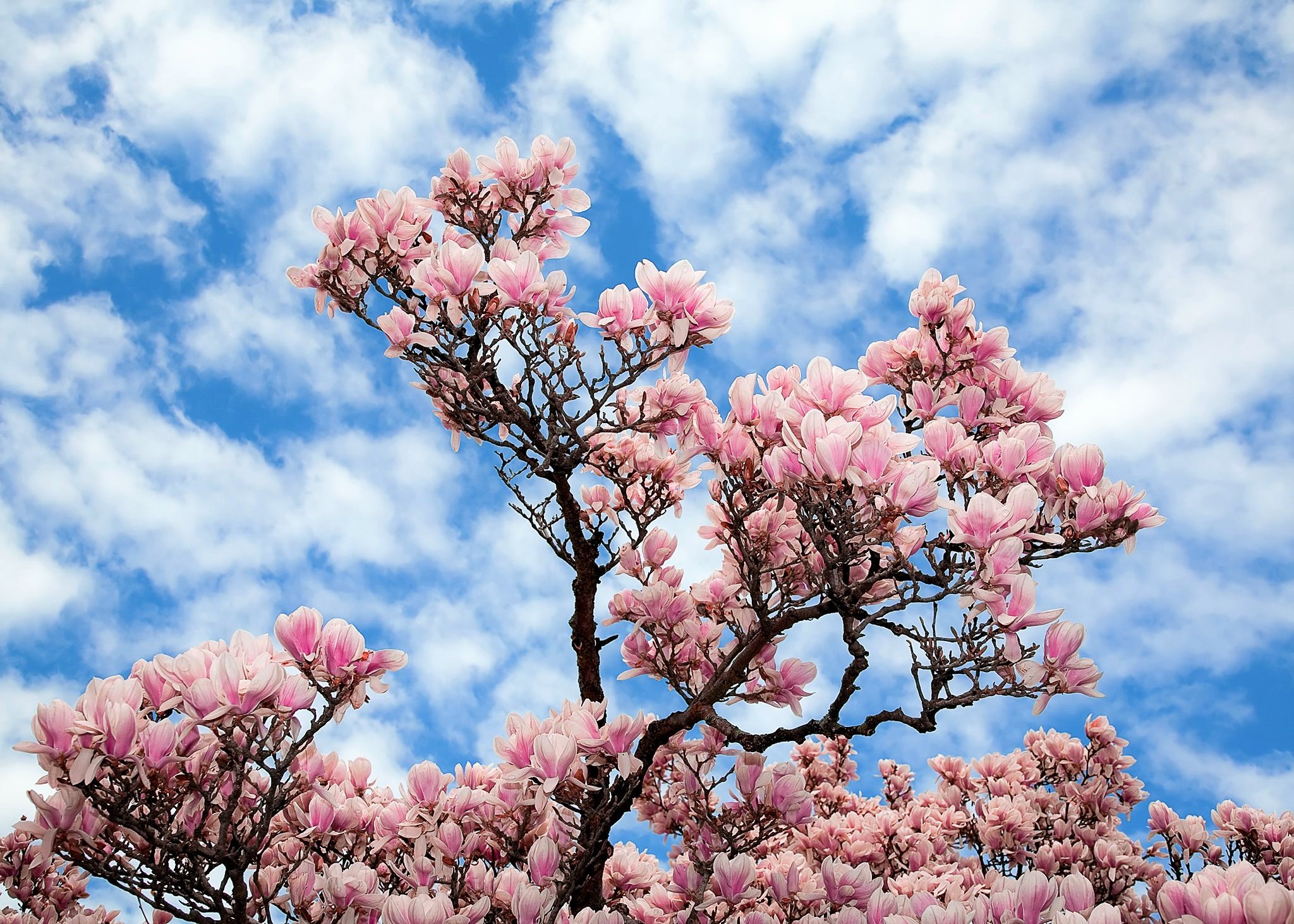 416243 Hintergrundbild herunterladen magnolie, erde/natur, blüte, pinke blume, himmel, baum, bäume - Bildschirmschoner und Bilder kostenlos