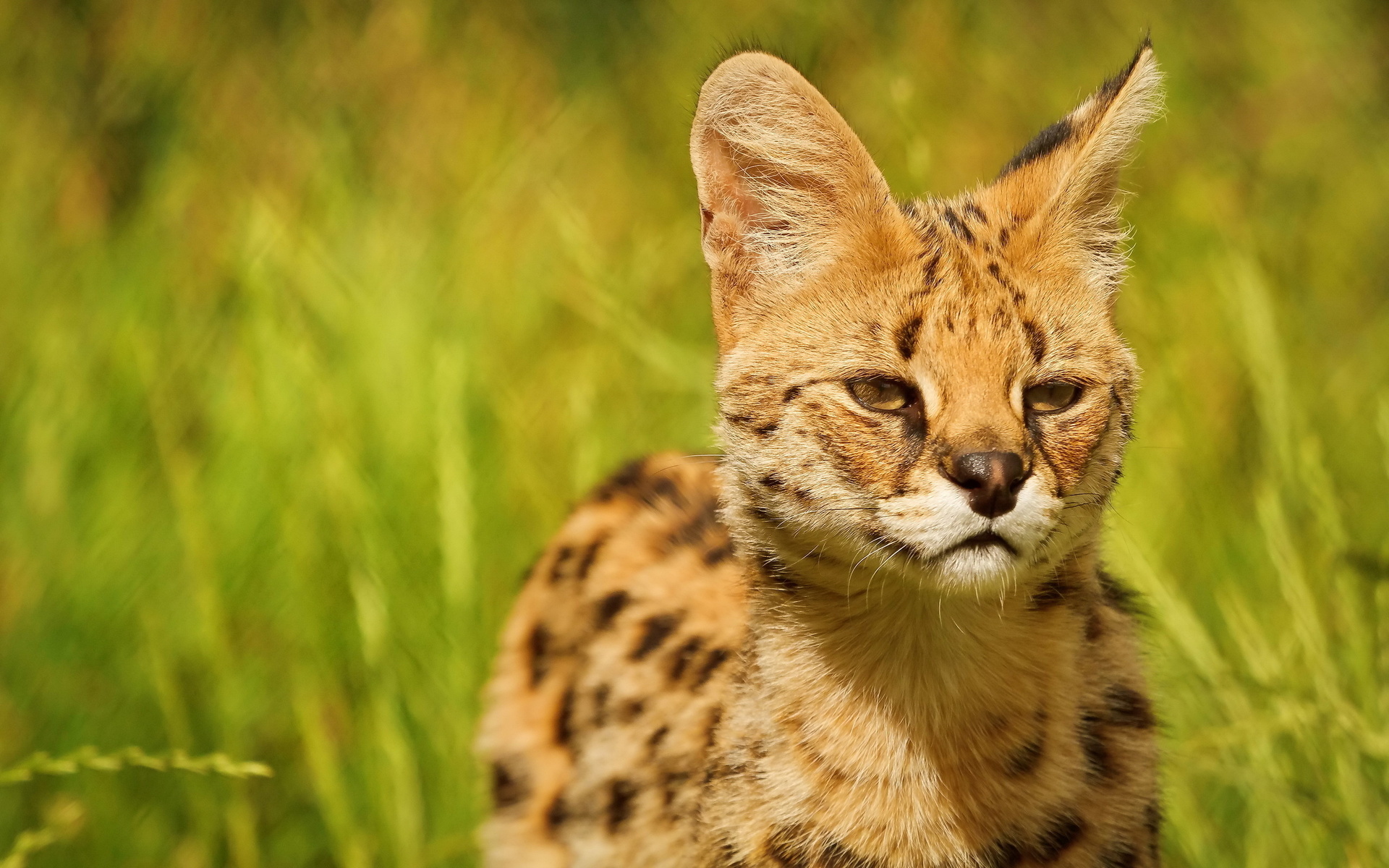 256108 Hintergrundbild herunterladen tiere, serval, katzen - Bildschirmschoner und Bilder kostenlos