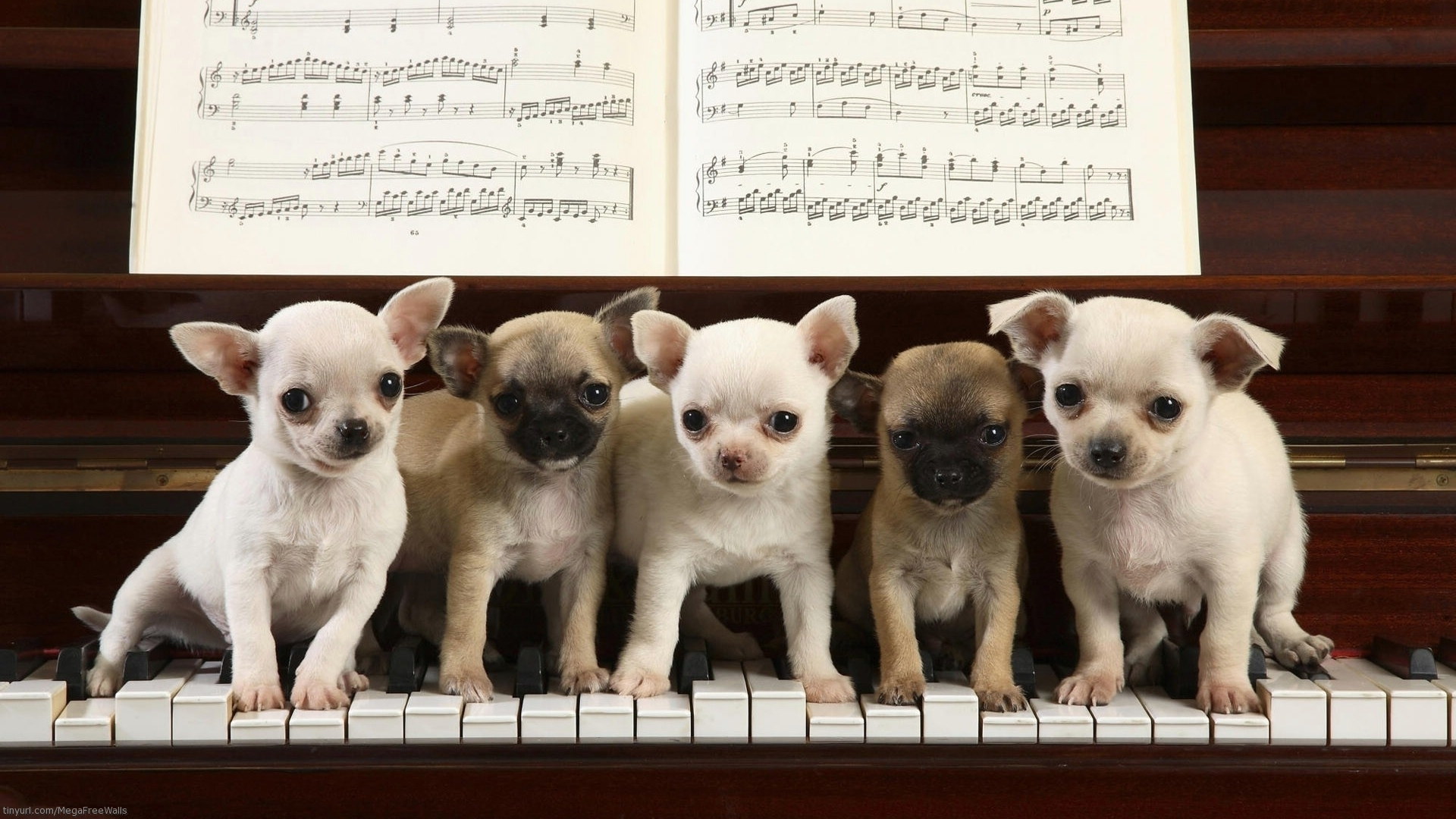 piano, animal, chihuahua, dog, puppy Phone Background