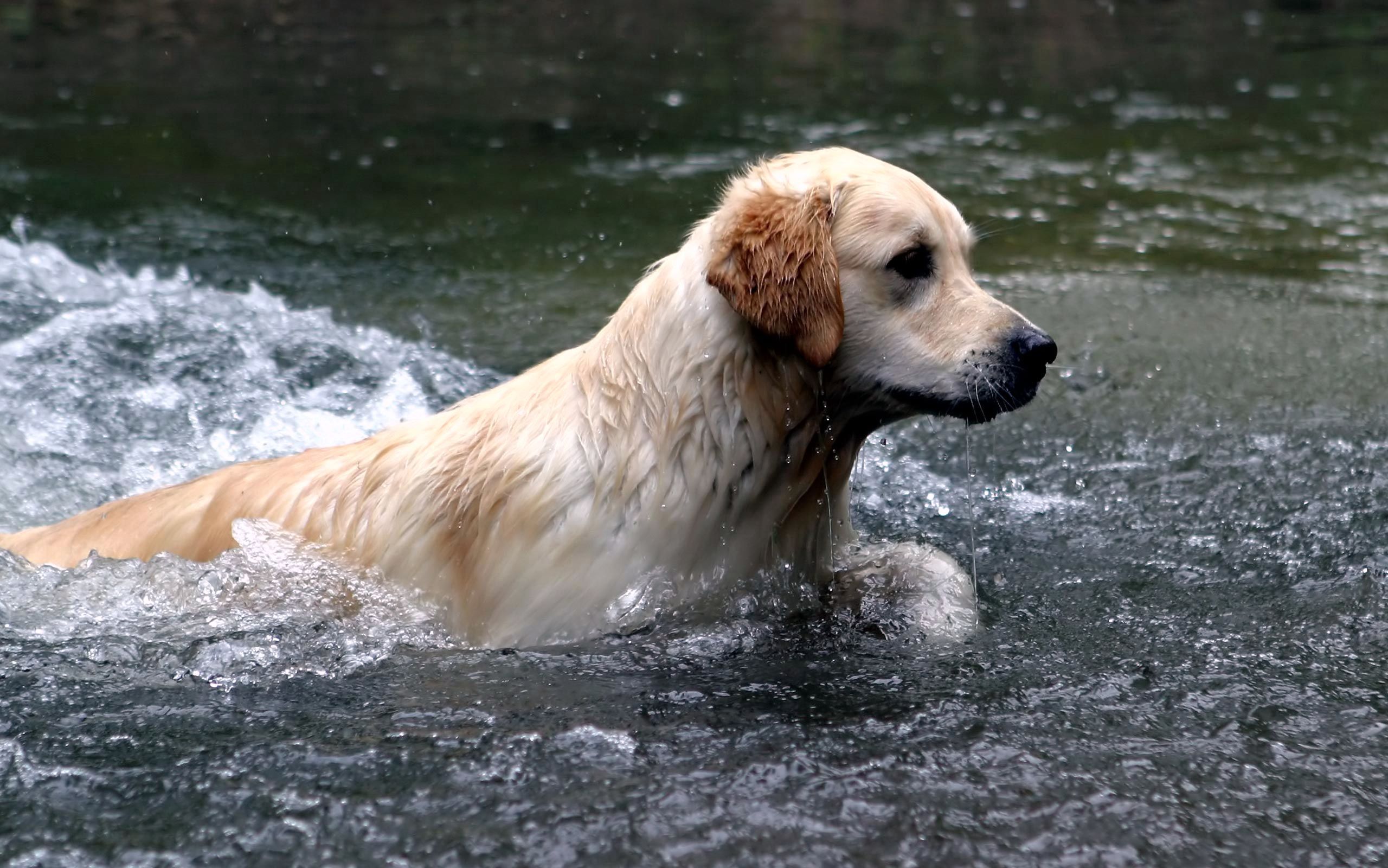 animals, water, dog, spray, labrador, to swim, swim