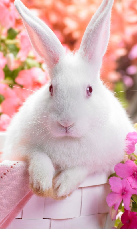 1202886 Bildschirmschoner und Hintergrundbilder Kaninchen auf Ihrem Telefon. Laden Sie  Bilder kostenlos herunter