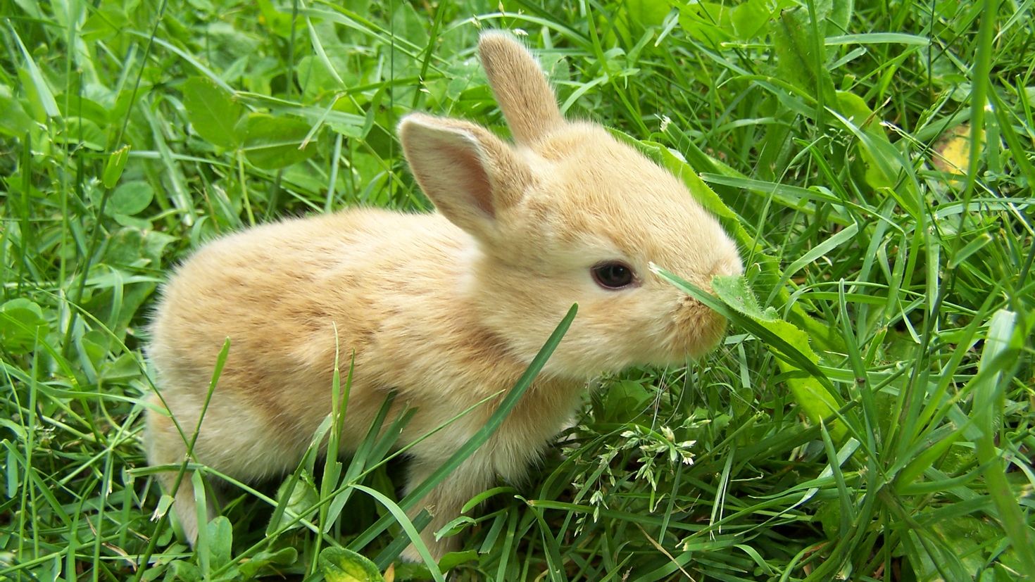 Зайчик варианты. Кролик. Зеленый кролик. Заяц маленький. Маленькие кролики.