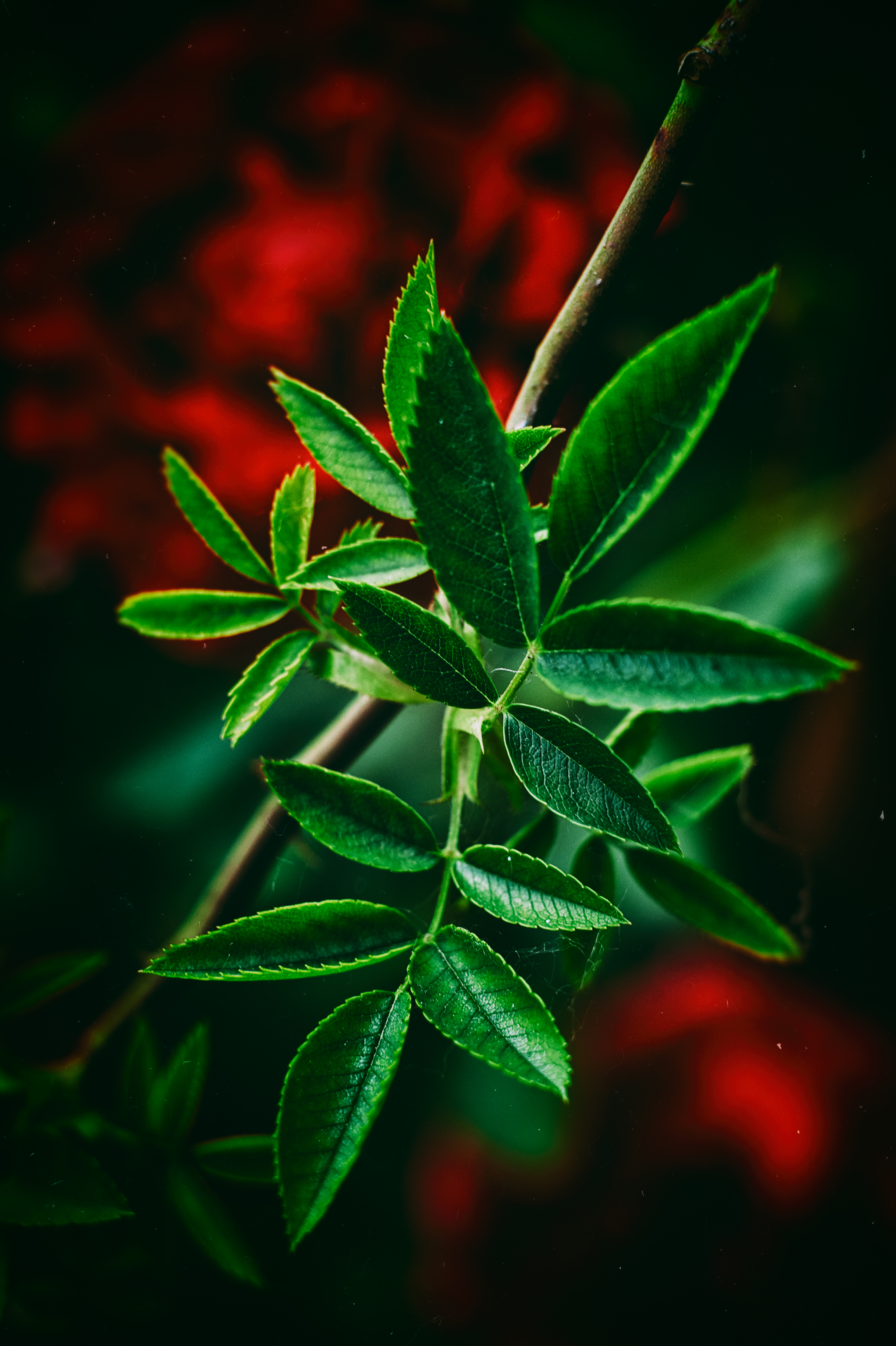 Mobile wallpaper macro, blur, smooth, leaves, green, close up