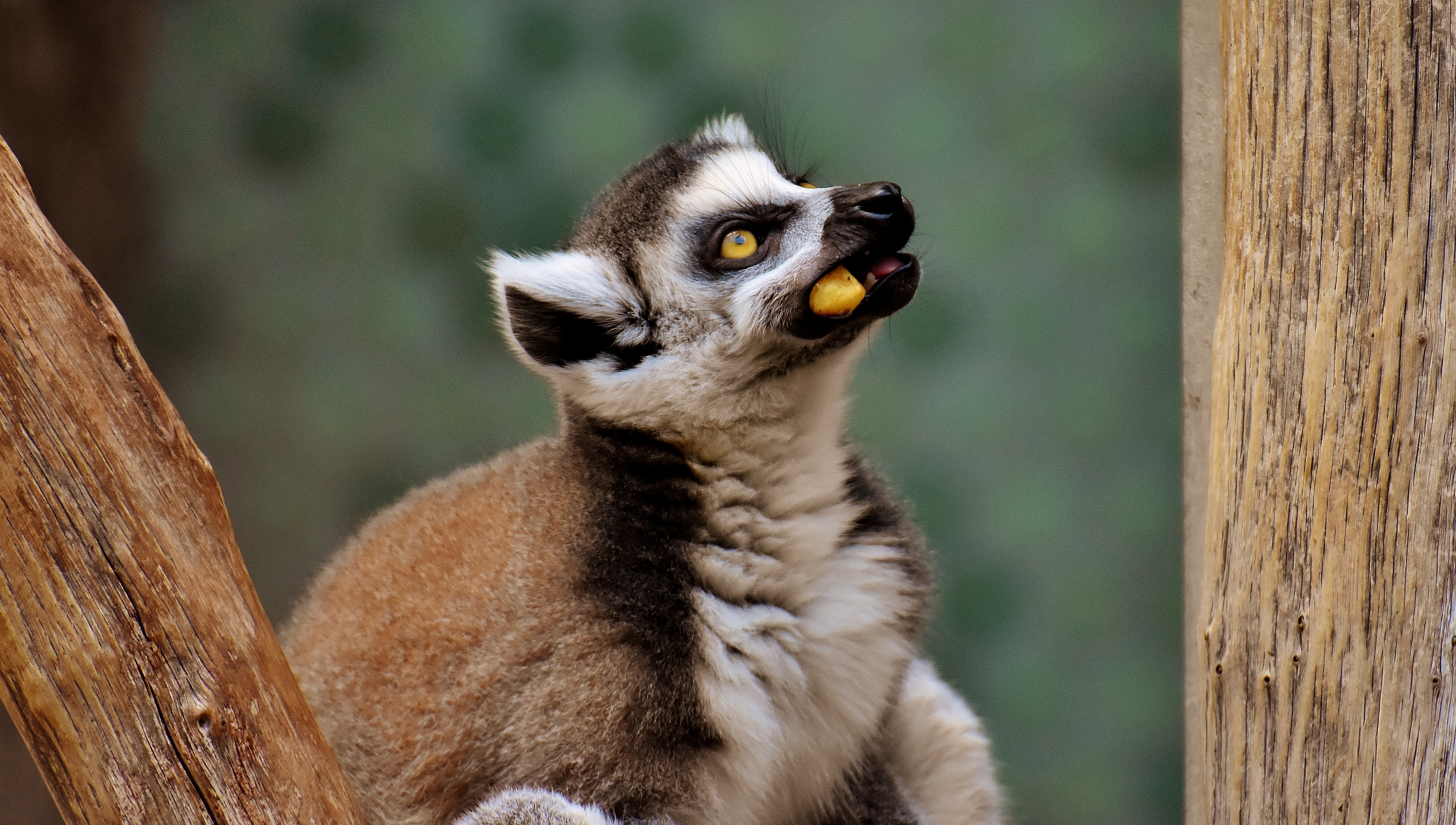 Download mobile wallpaper Muzzle, Sight, Opinion, Lemur, Animals, Food for free.