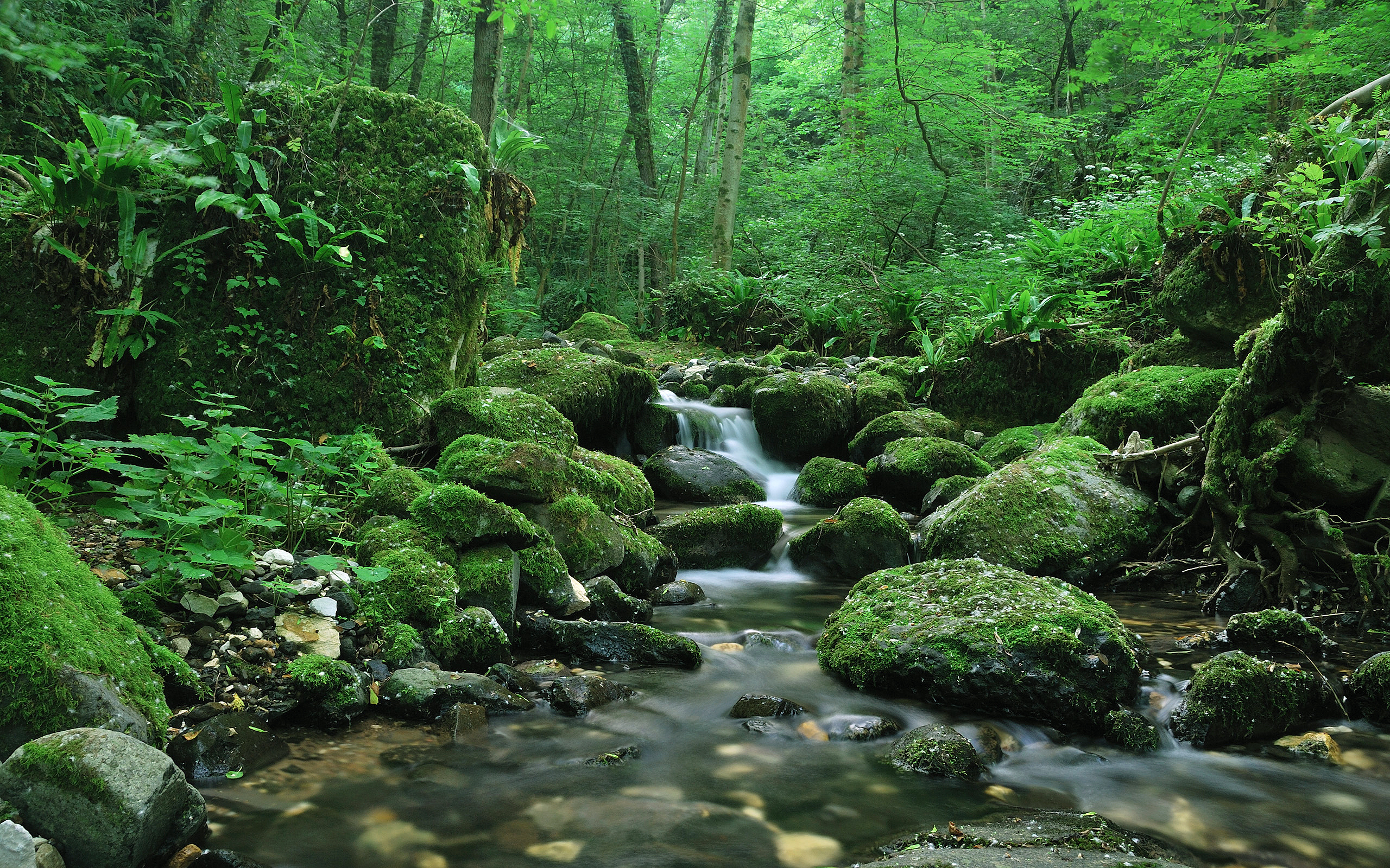 Лес природа ручей