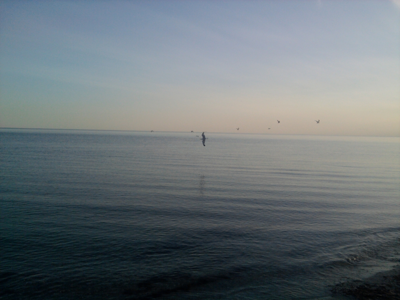 landscape, sea, seagulls