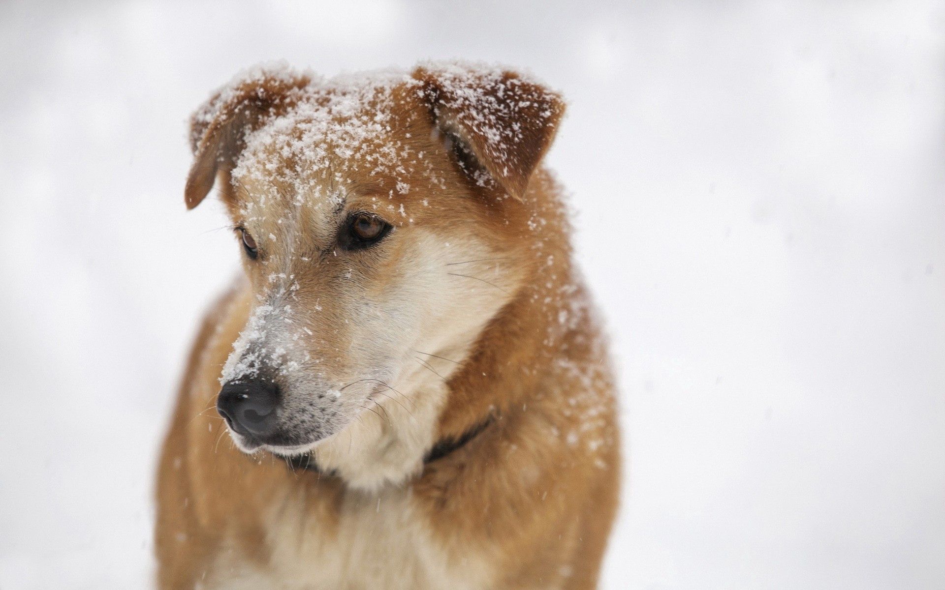 Download mobile wallpaper Sight, Opinion, Muzzle, Snow, Dog, Animals, Sorrow, Sadness for free.