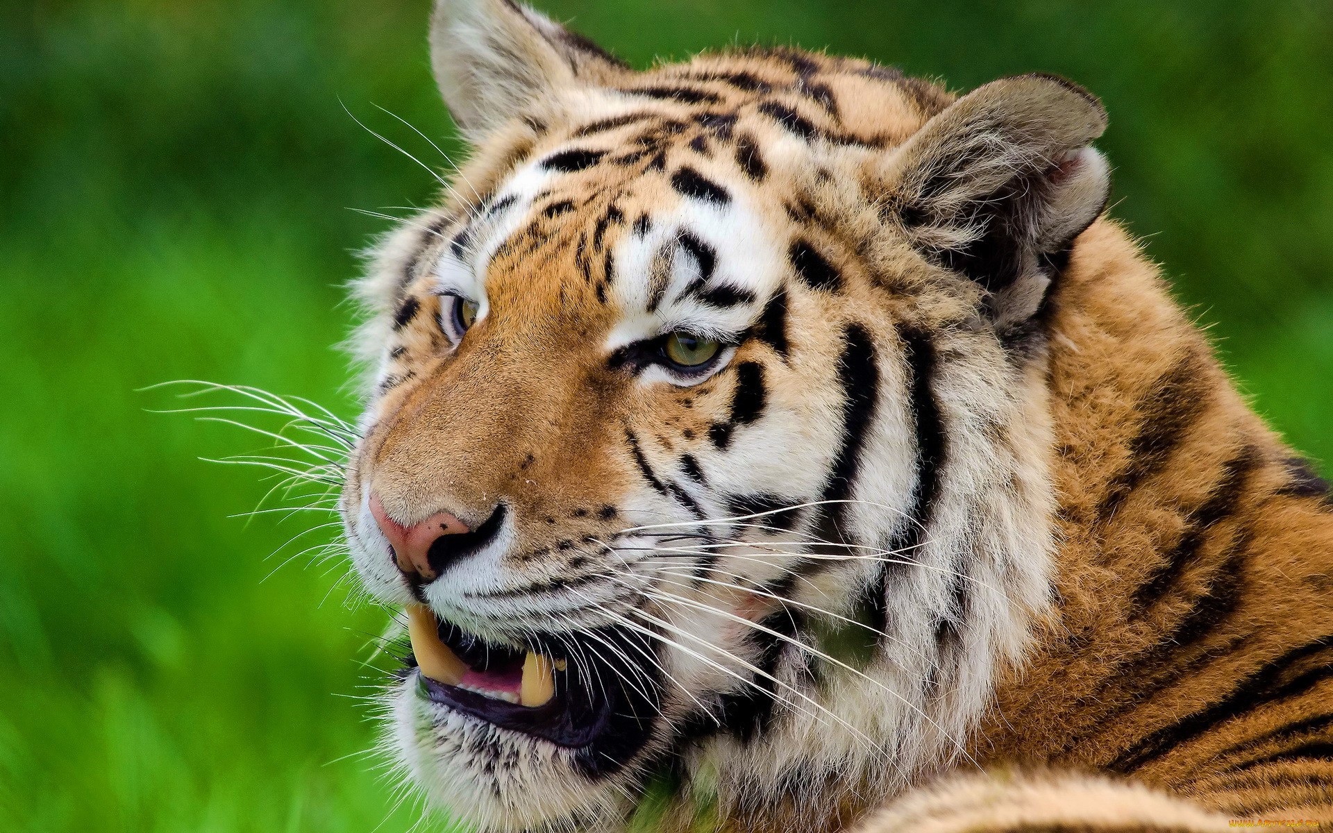 23510 Bildschirmschoner und Hintergrundbilder Tigers auf Ihrem Telefon. Laden Sie  Bilder kostenlos herunter