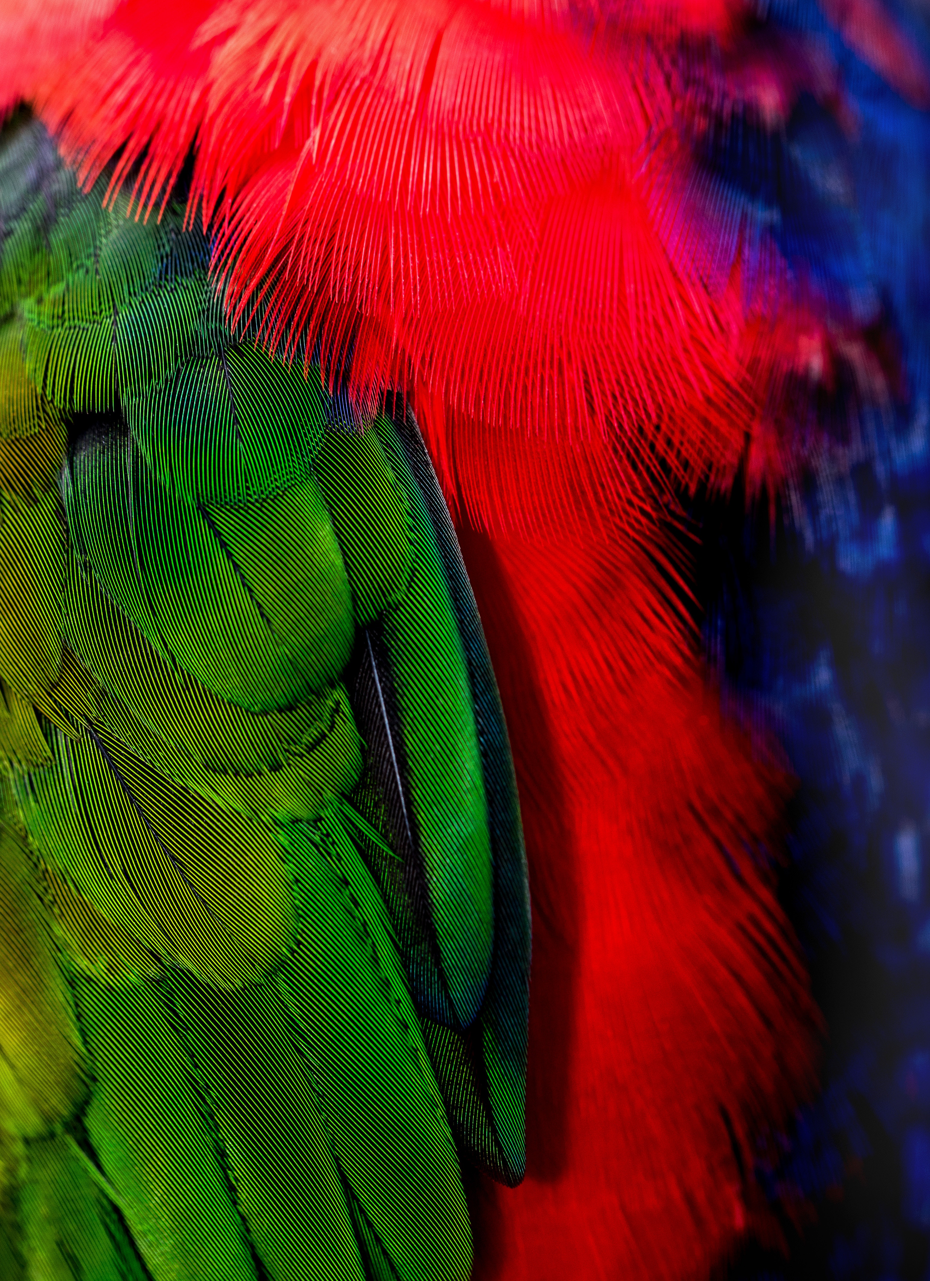 feather, green, red, bird, texture, textures 4K, Ultra HD