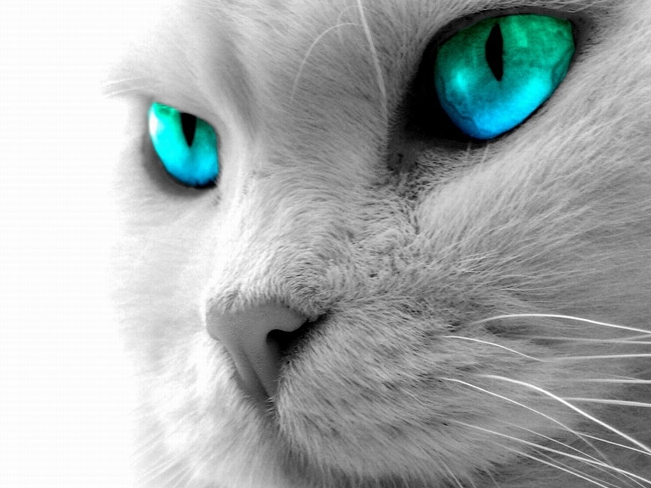 Белый кот с синими глазами арт