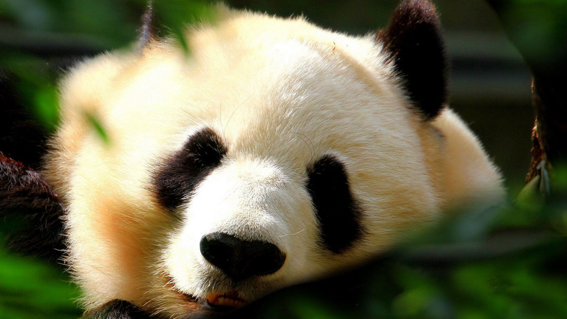 44385 Bild herunterladen tiere, pandas, gelb - Hintergrundbilder und Bildschirmschoner kostenlos
