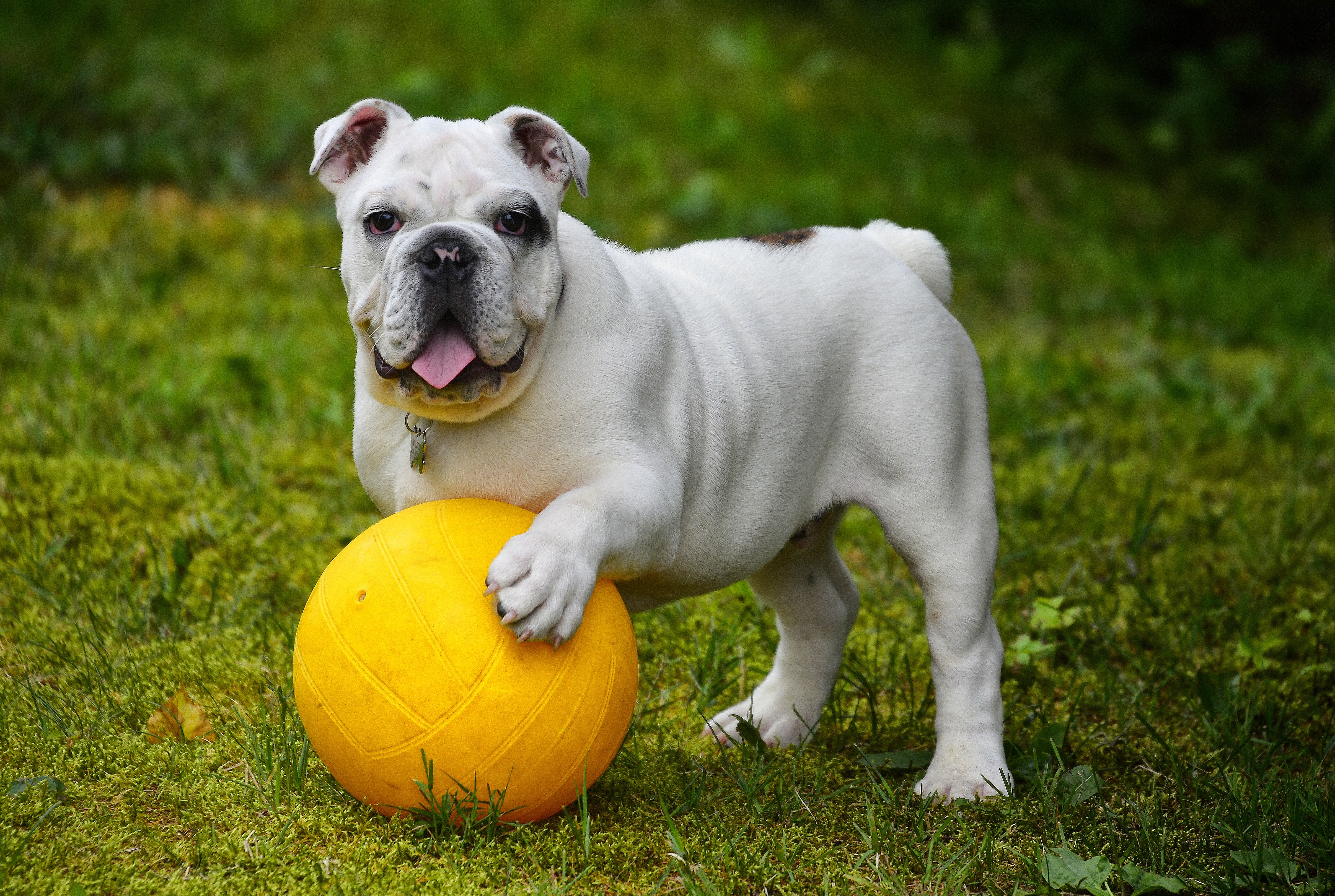 Download mobile wallpaper Tongue Stuck Out, Protruding Tongue, Bulldog, Dog, Animals, Ball, Funny for free.
