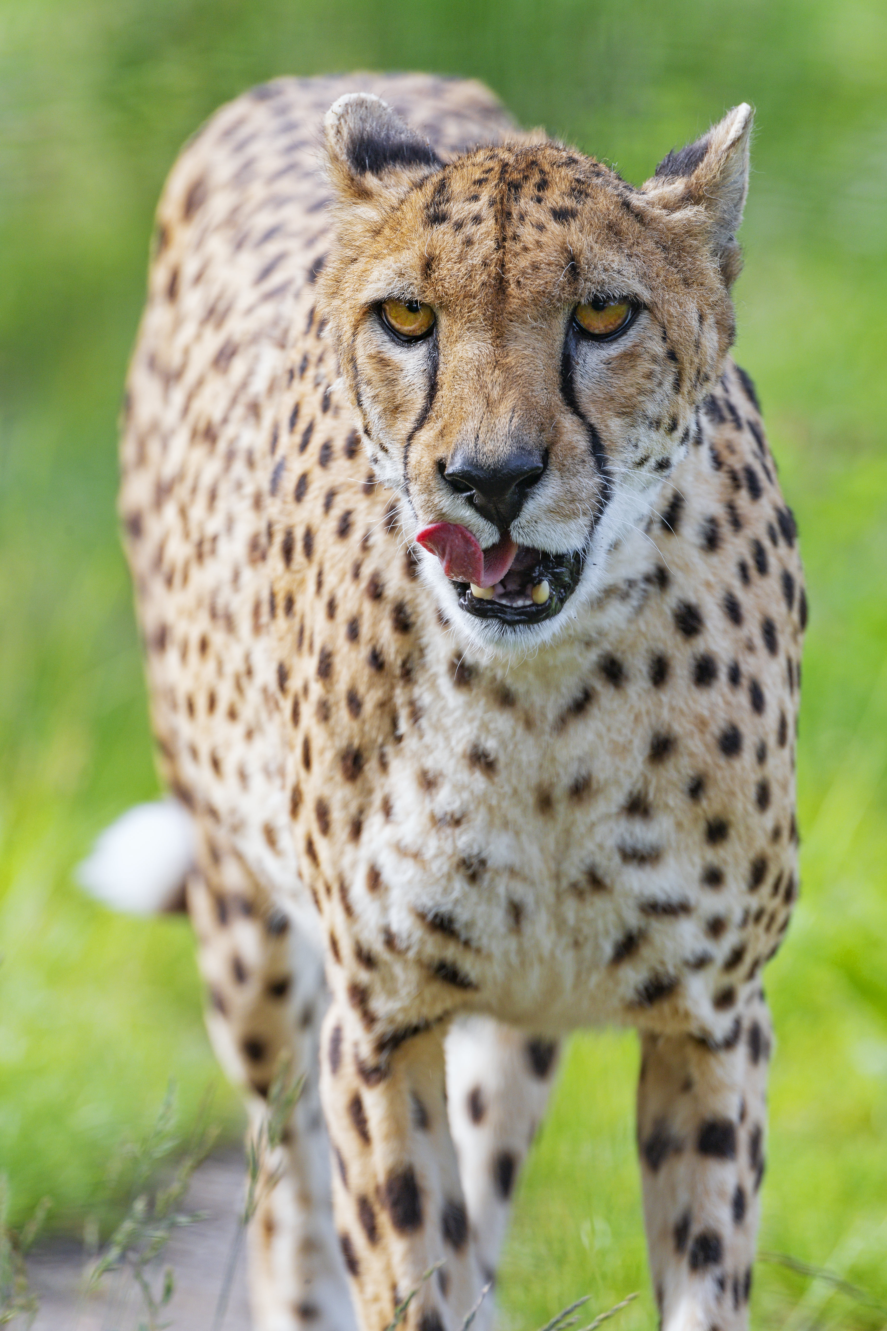 Download mobile wallpaper Sight, Tongue Stuck Out, Protruding Tongue, Animals, Predator, Opinion, Stains, Spots, Cheetah, Big Cat for free.