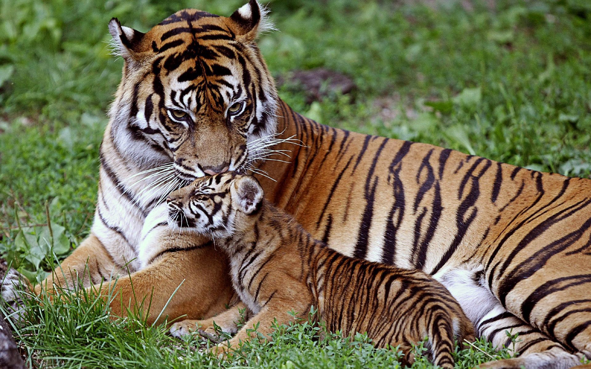 Mobile wallpaper tiger cub, family, lie, animals, young, to lie down, predator, big cat, tiger, care, joey