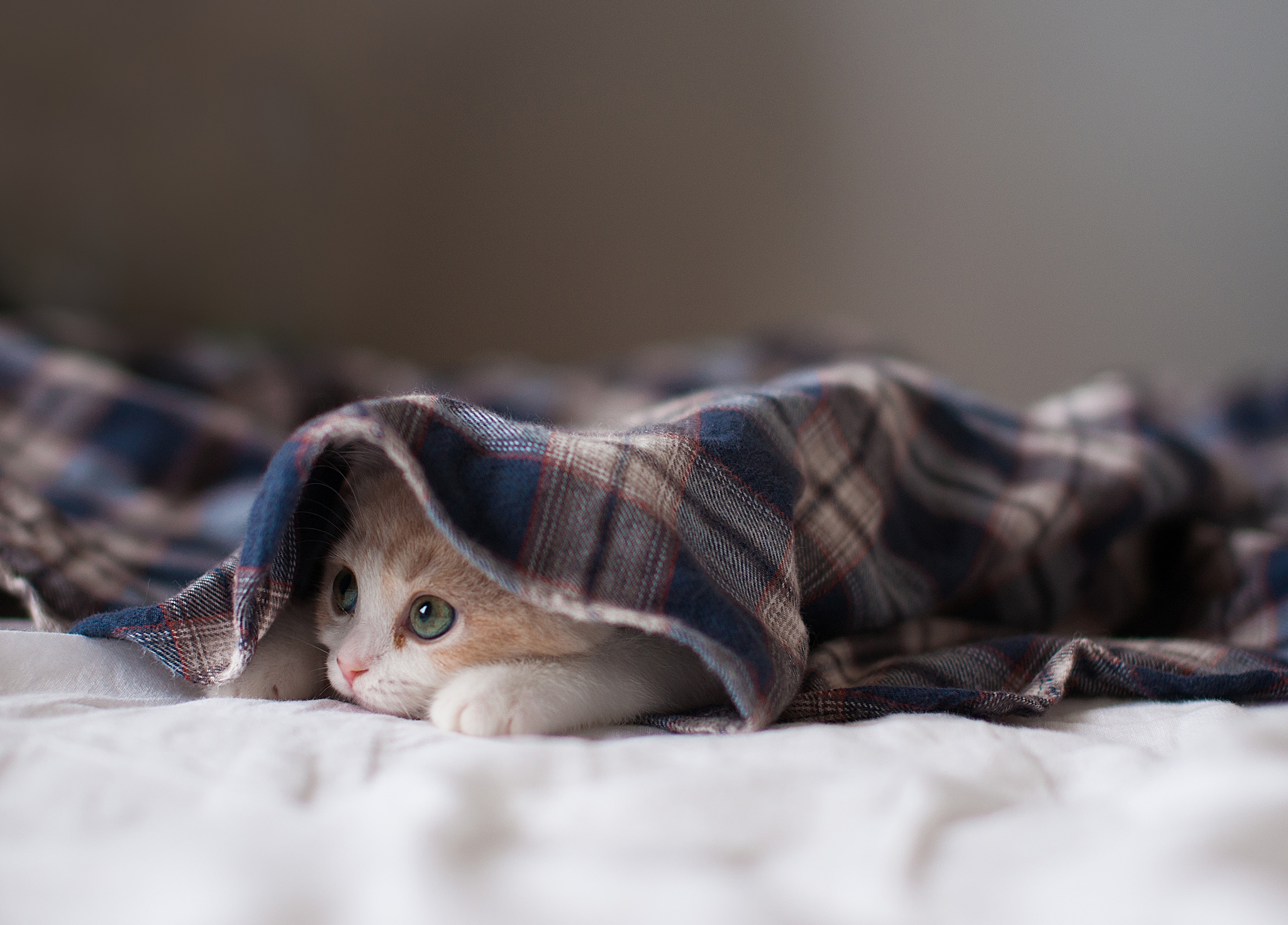 animals, kitty, kitten, to lie down, lie, hide, blanket cellphone