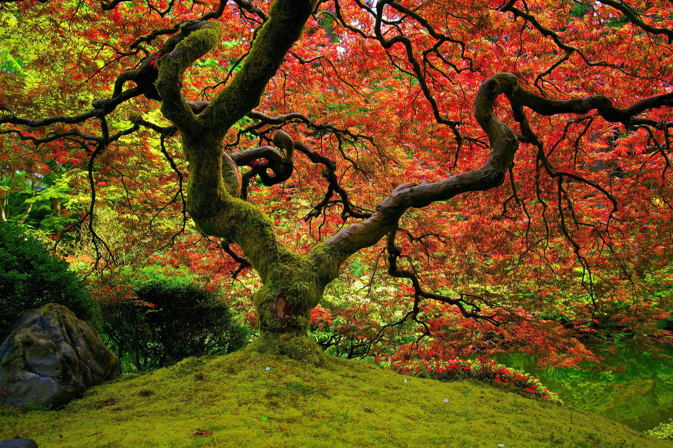 bright, nature, sinuous, color, wood, tree, crown, krone, colors, moss, twisted download HD wallpaper