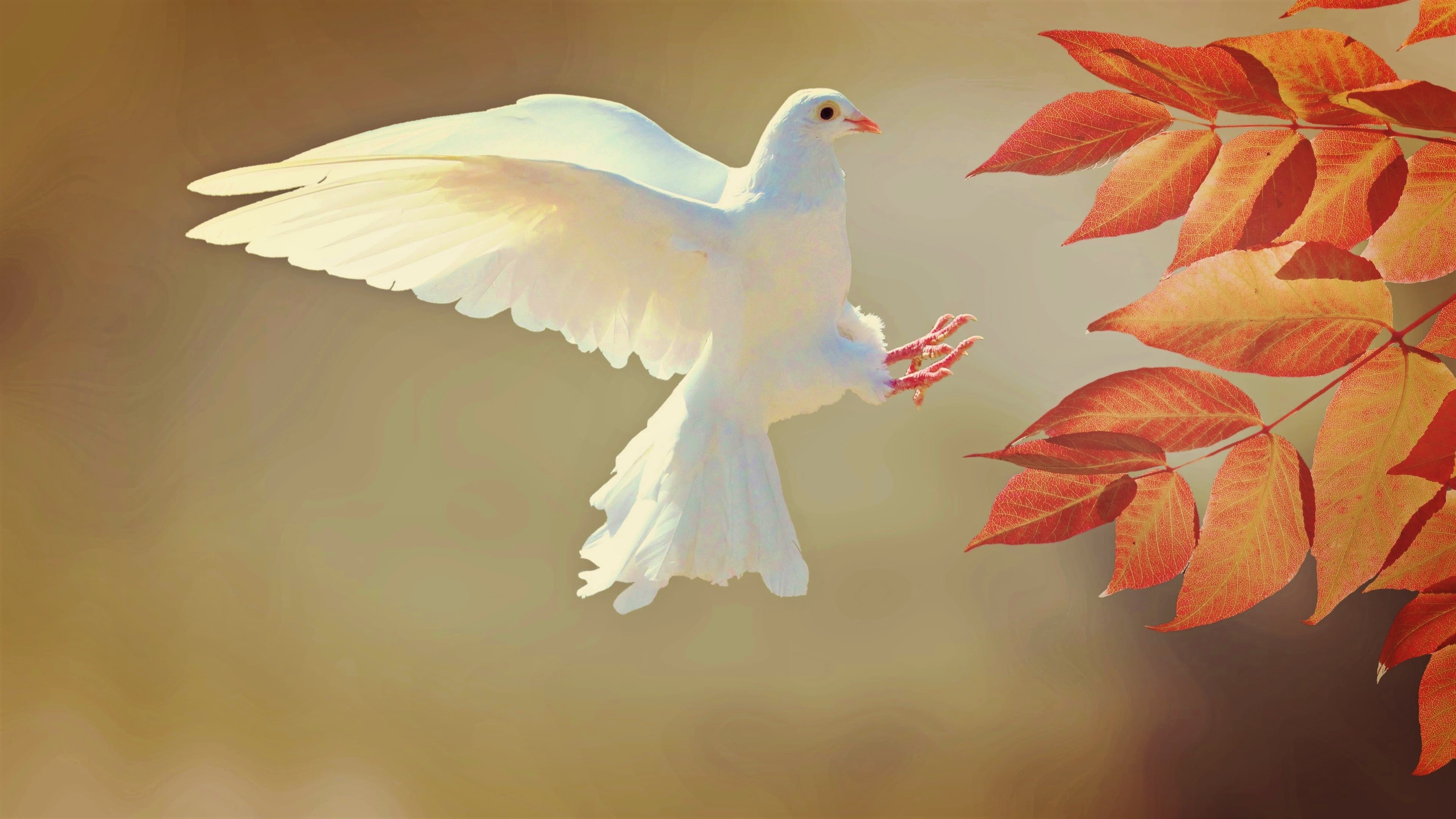 dove, animal, bird, leaf, white, birds