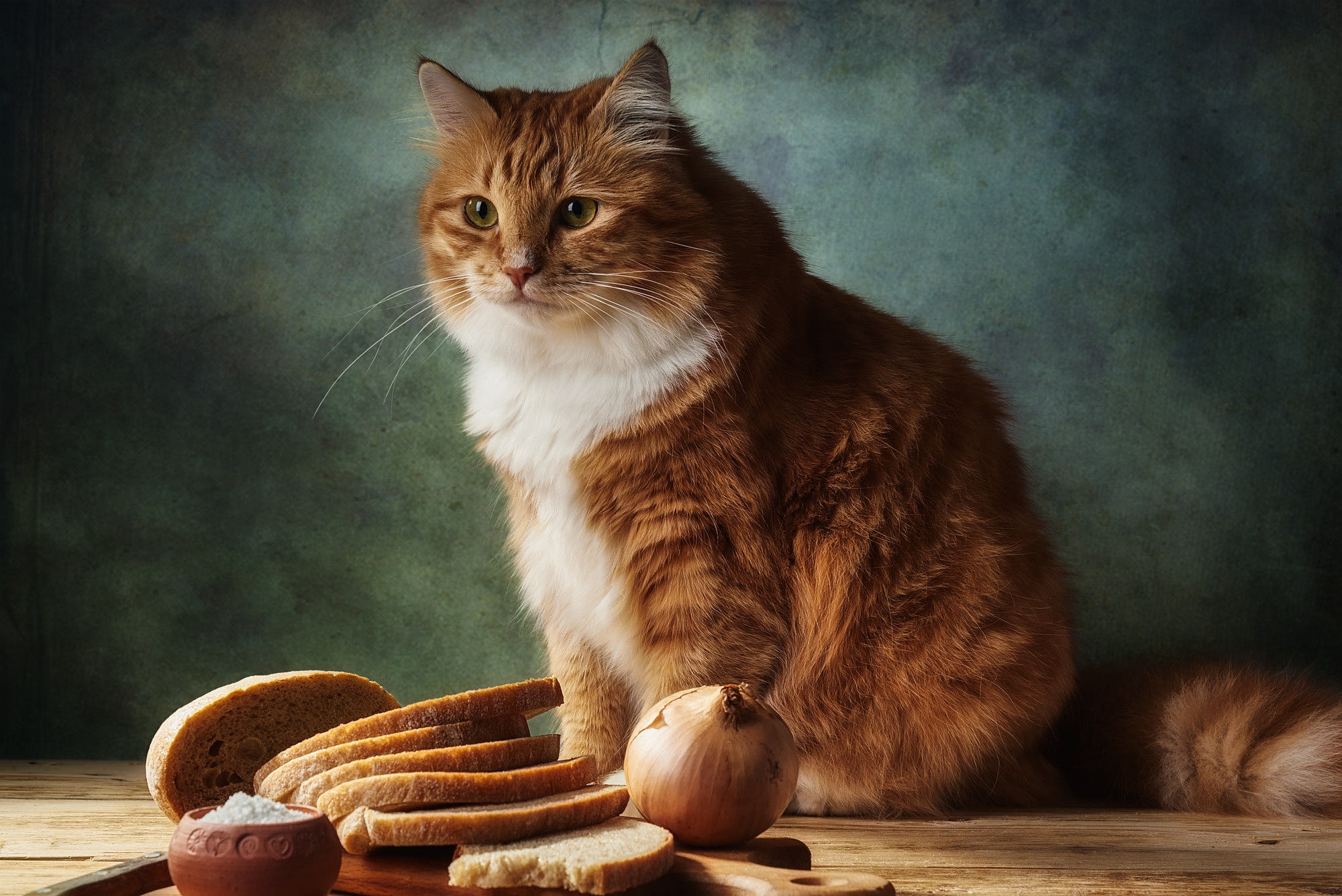 Можно котам хлеб. Рыжие коты. Кот на столе. Котик сидит на столе. Кошка сидит на столе.