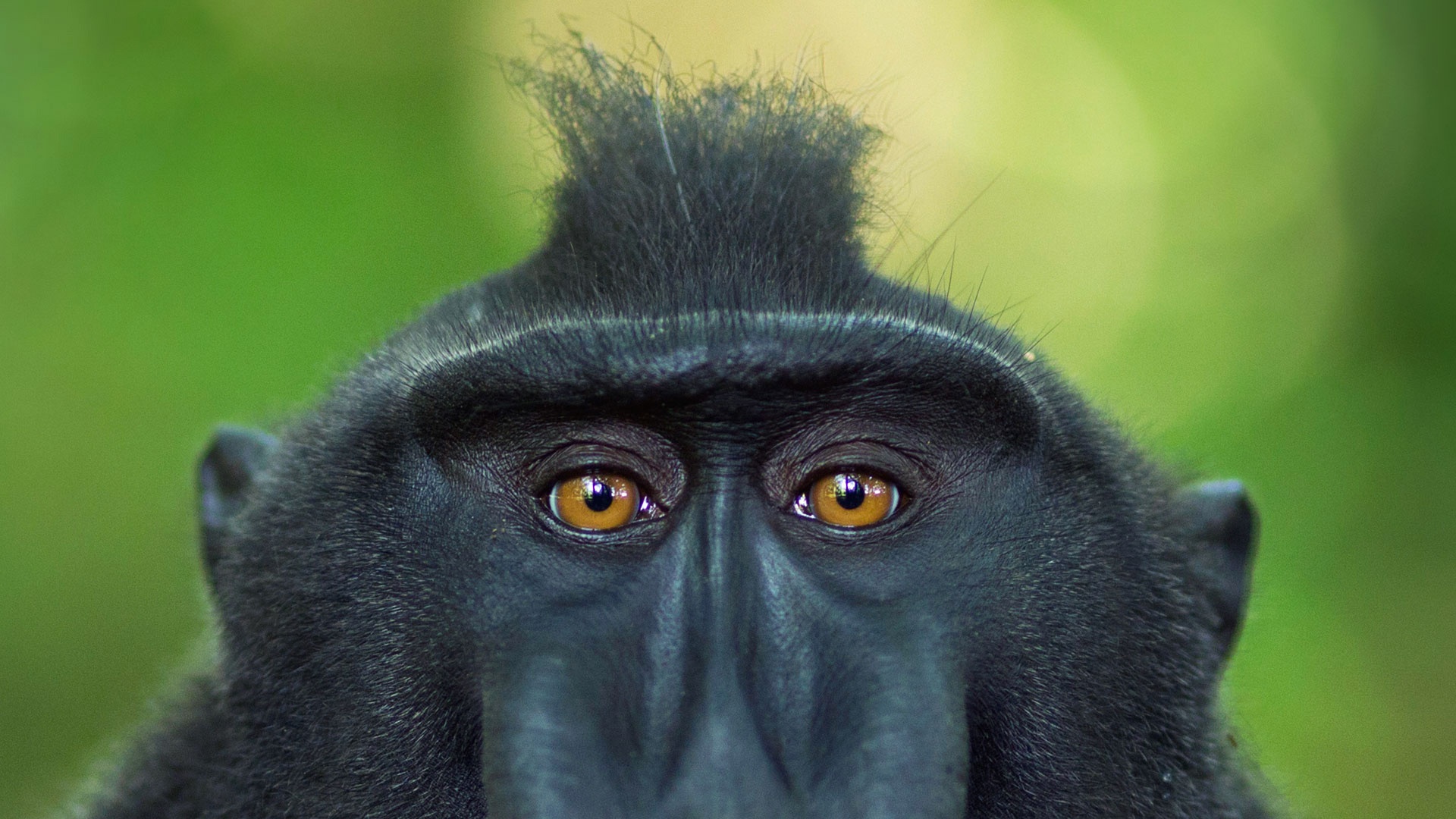 835482 Hintergrundbild herunterladen tiere, schwarzer makak mit haube, makaken, affen, primas, starren - Bildschirmschoner und Bilder kostenlos