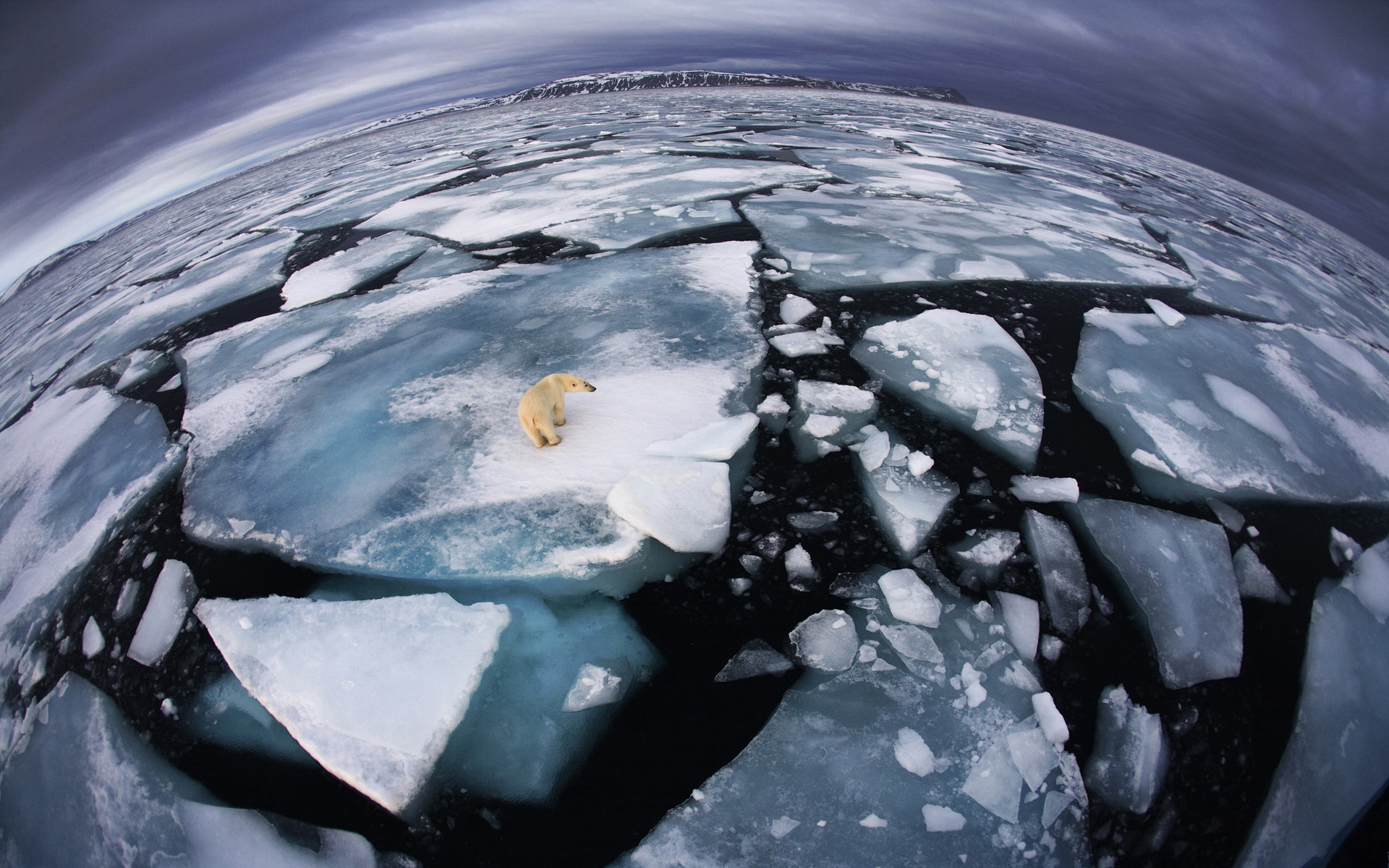 animal, polar bear, ice, landscape, north pole, bears