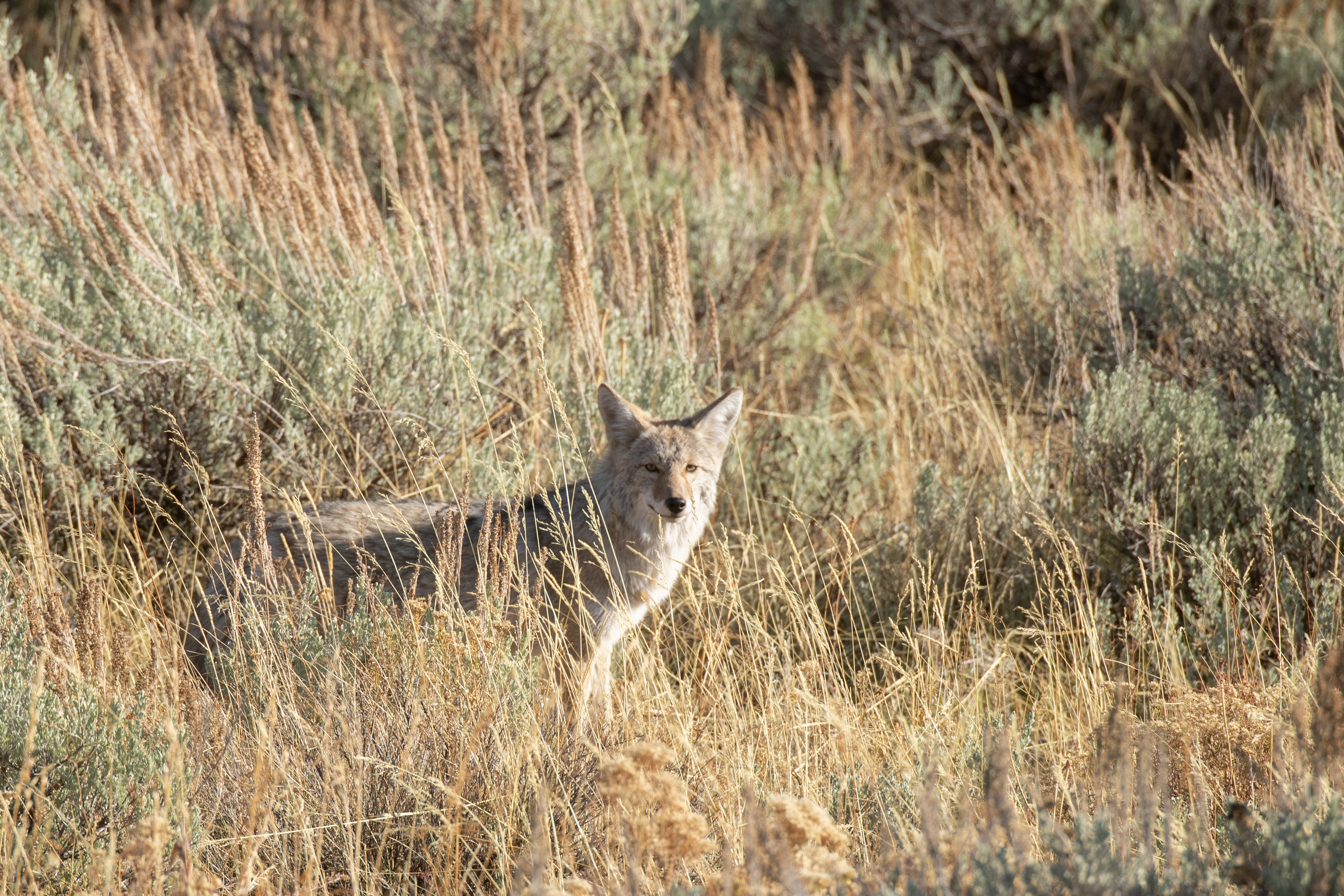coyote, animals, grass, grey, wildlife, animal Full HD