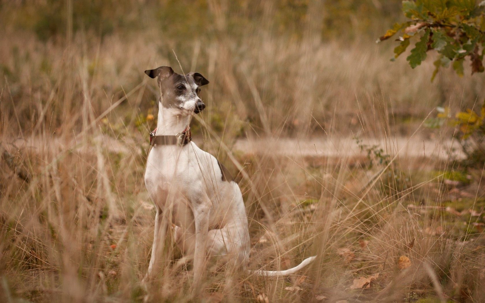 Handy-Wallpaper Hund, Ruhepause, Sicht, Meinung, Ein Freund, Freund, Tiere, Grass, Entspannung kostenlos herunterladen.